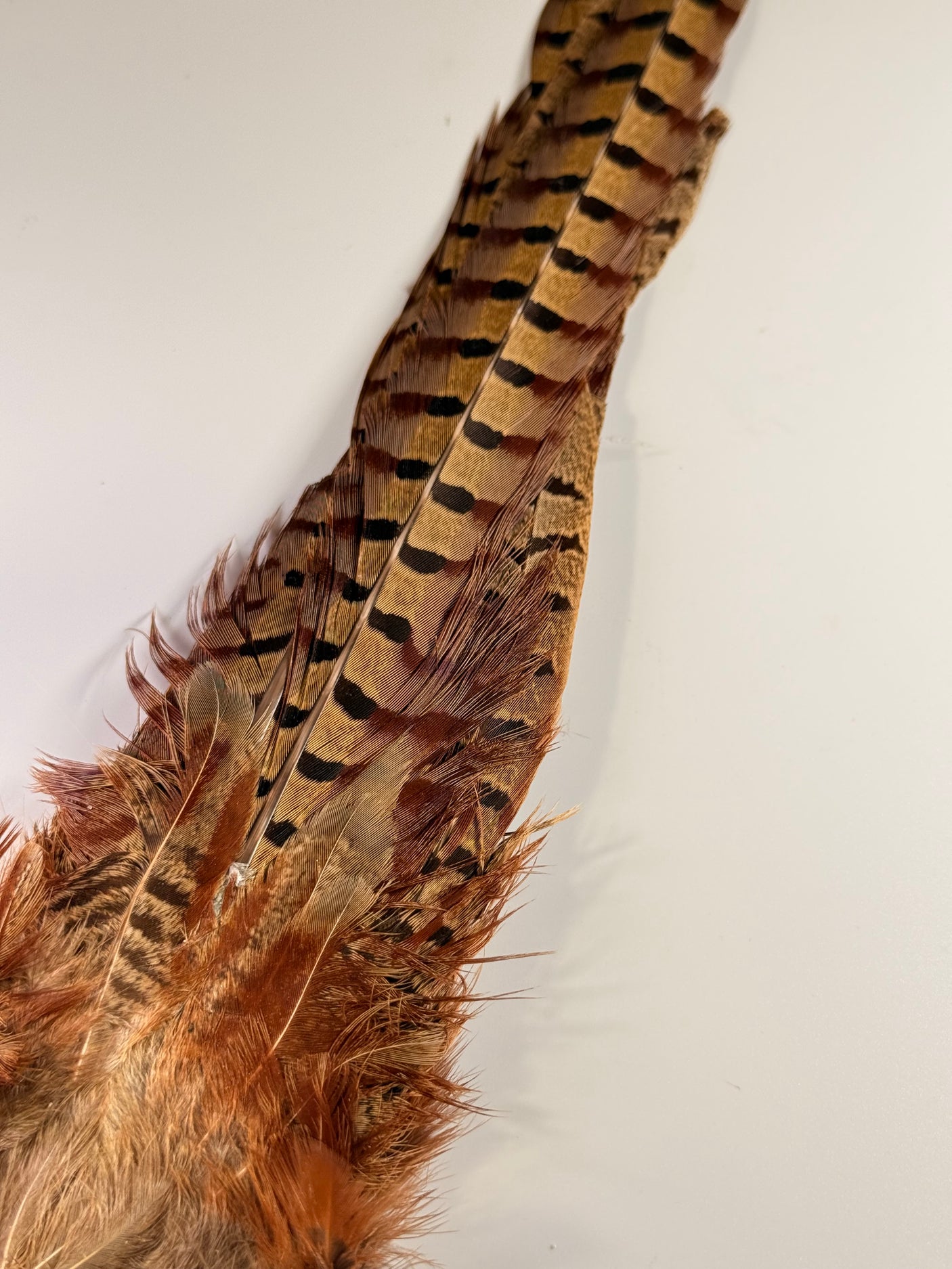 Ringneck Pheasant Tail Clump
