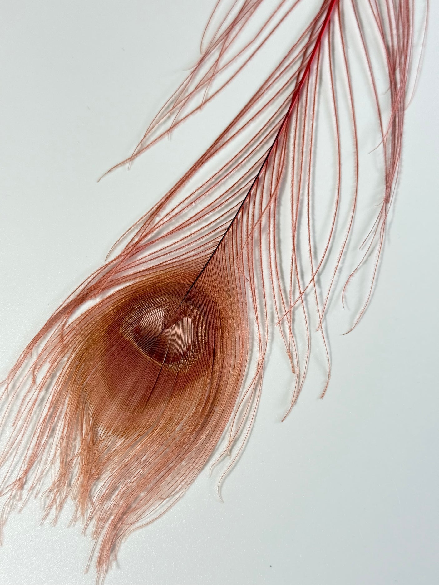 Bleached Dyed Peacock Eyes