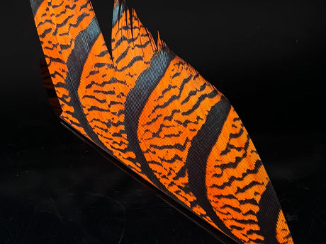 Lady Amherst Pheasant Center Tail - 4" Section