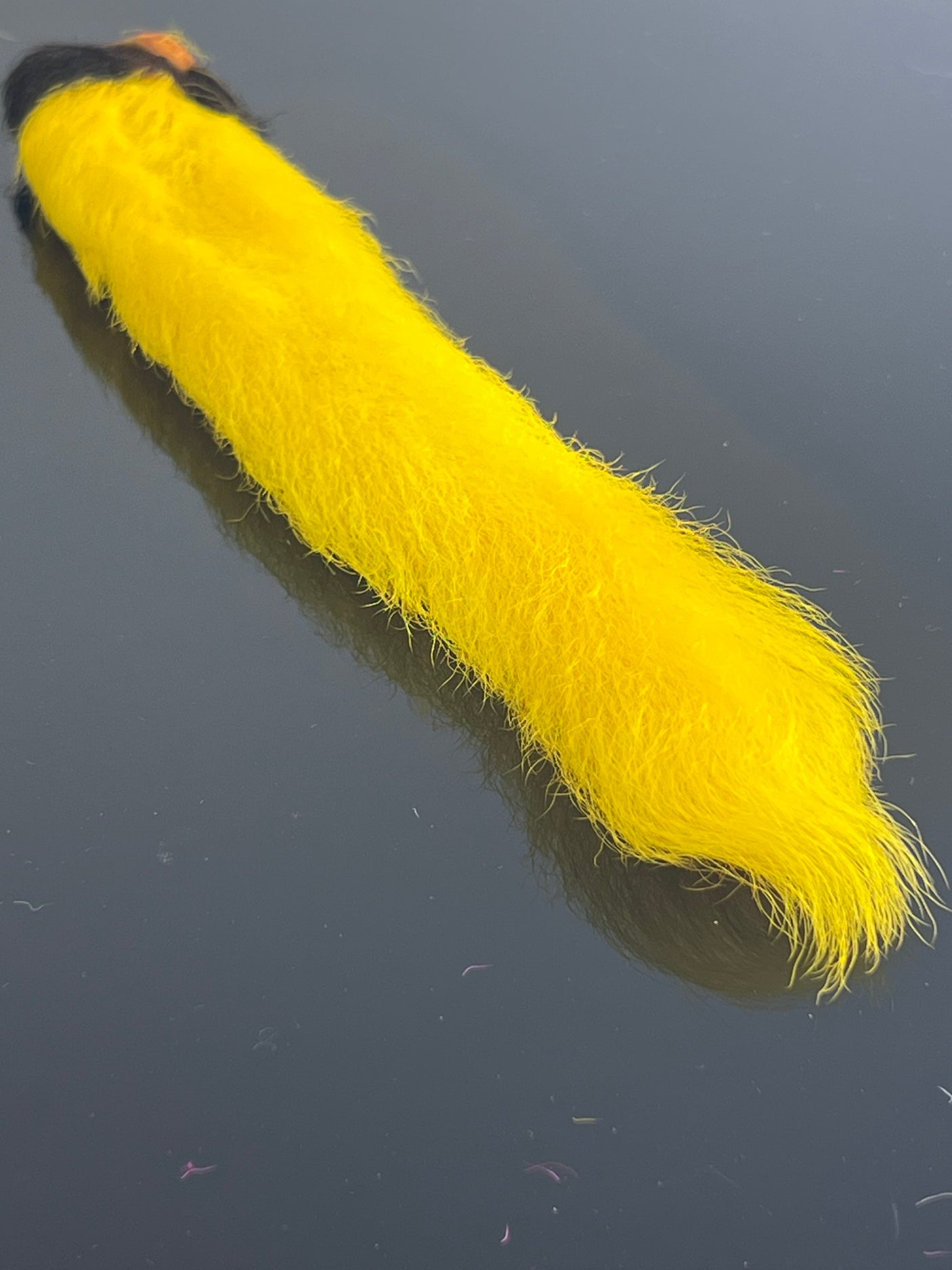 Waters West Calf Tail