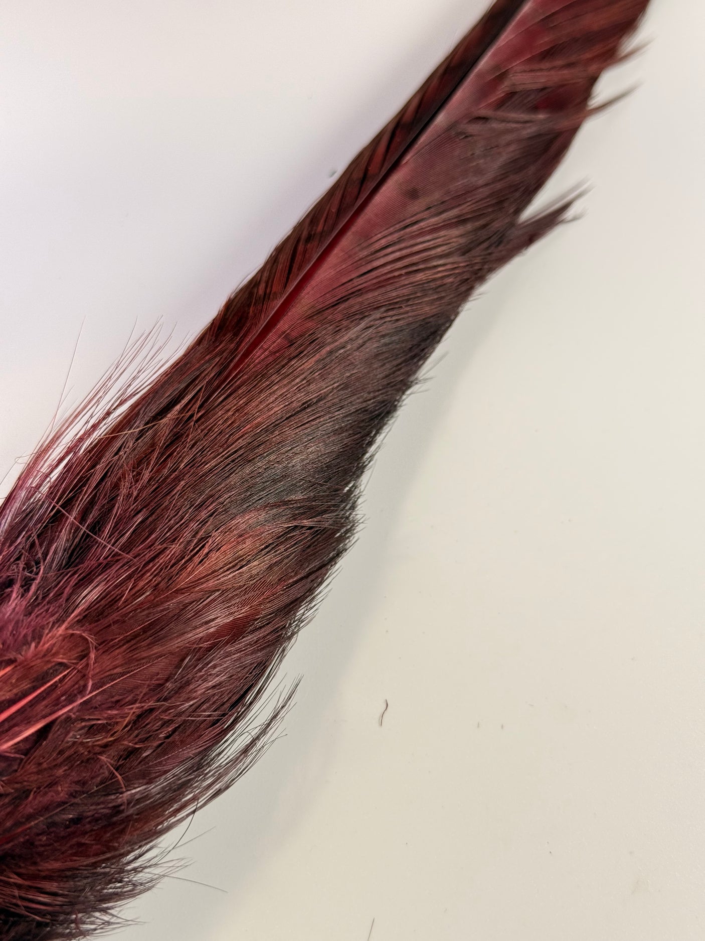 Ringneck Pheasant Tail Clump