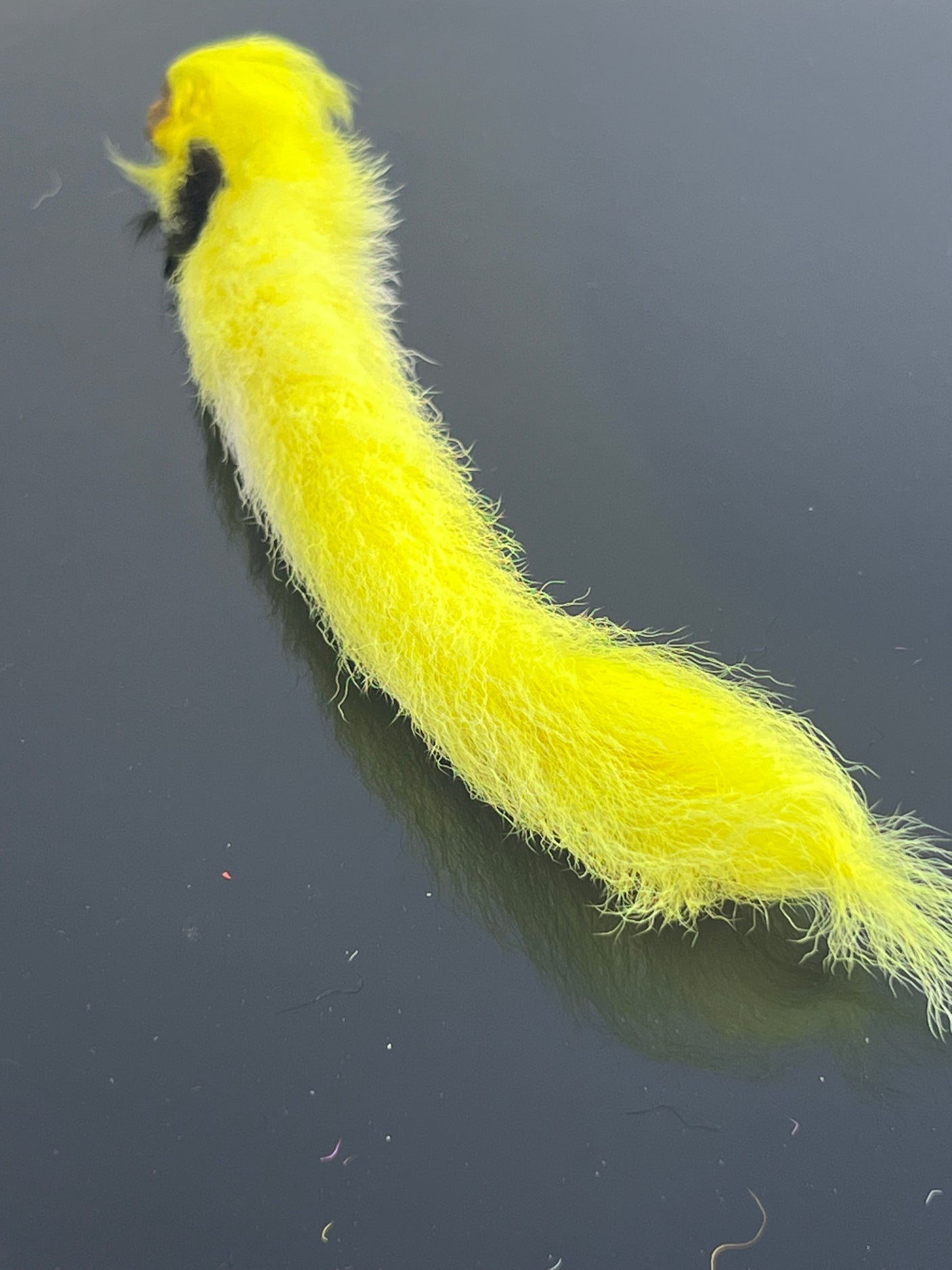 Waters West Calf Tail