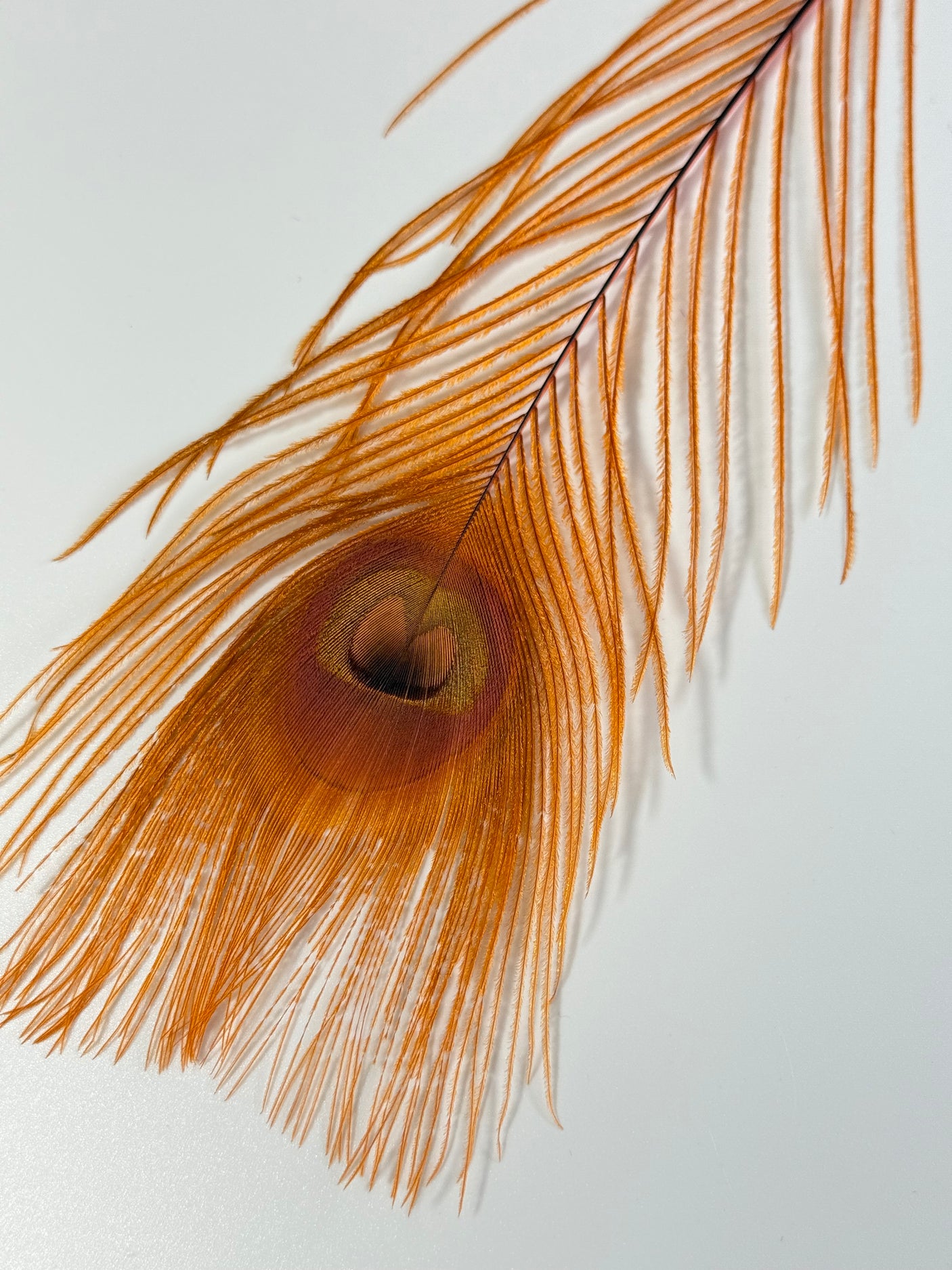 Bleached Dyed Peacock Eyes