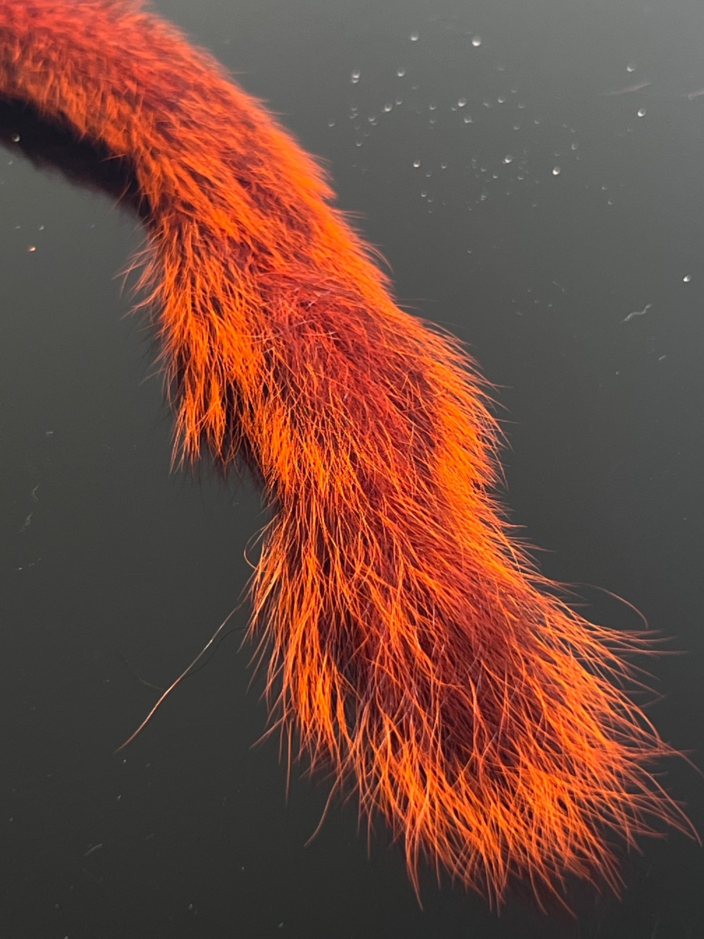 Squirrel Tail