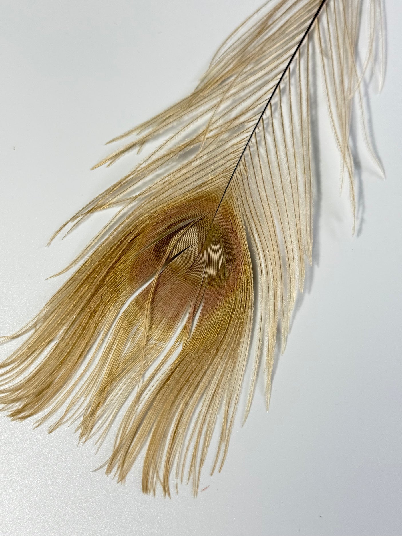 Bleached Dyed Peacock Eyes