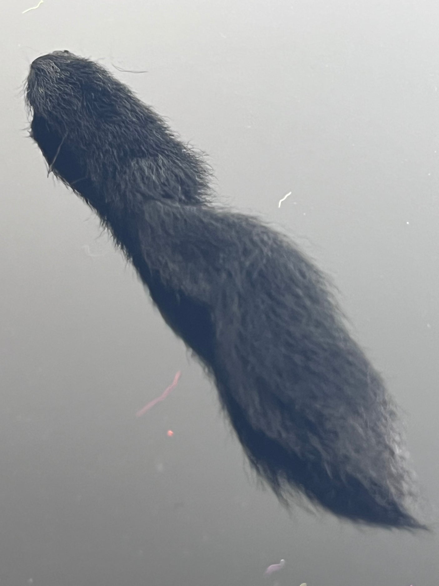 Waters West Calf Tail