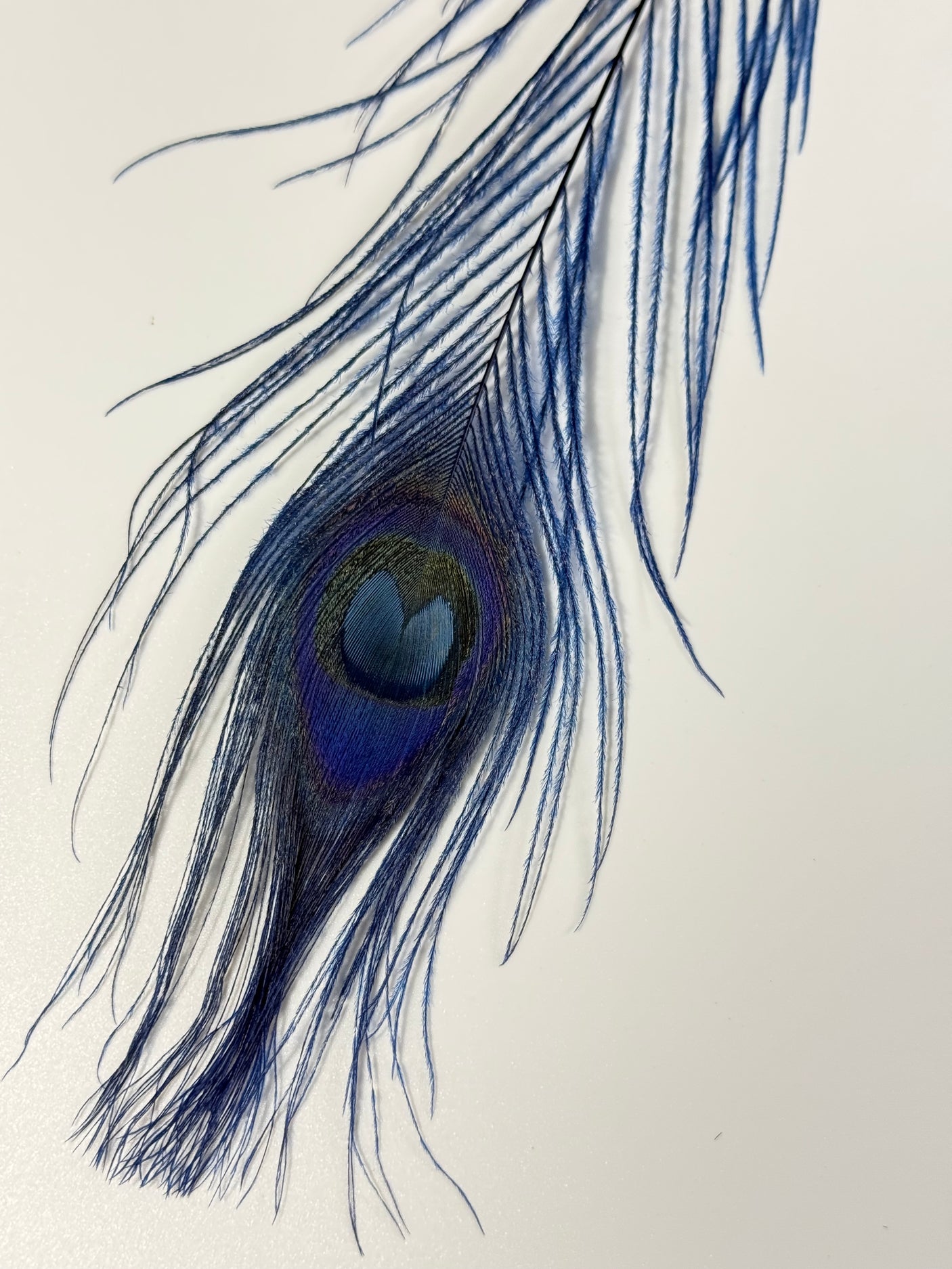 Bleached Dyed Peacock Eyes