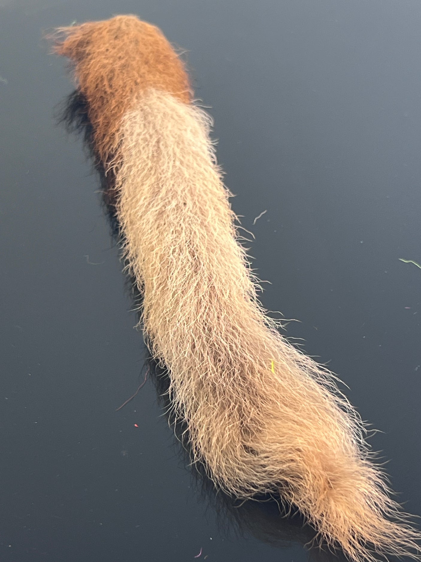 Waters West Calf Tail