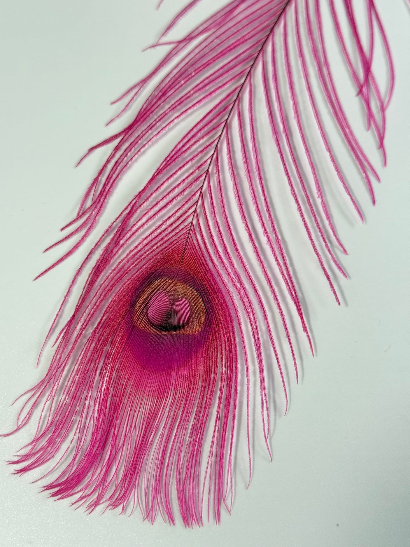 Bleached Dyed Peacock Eyes