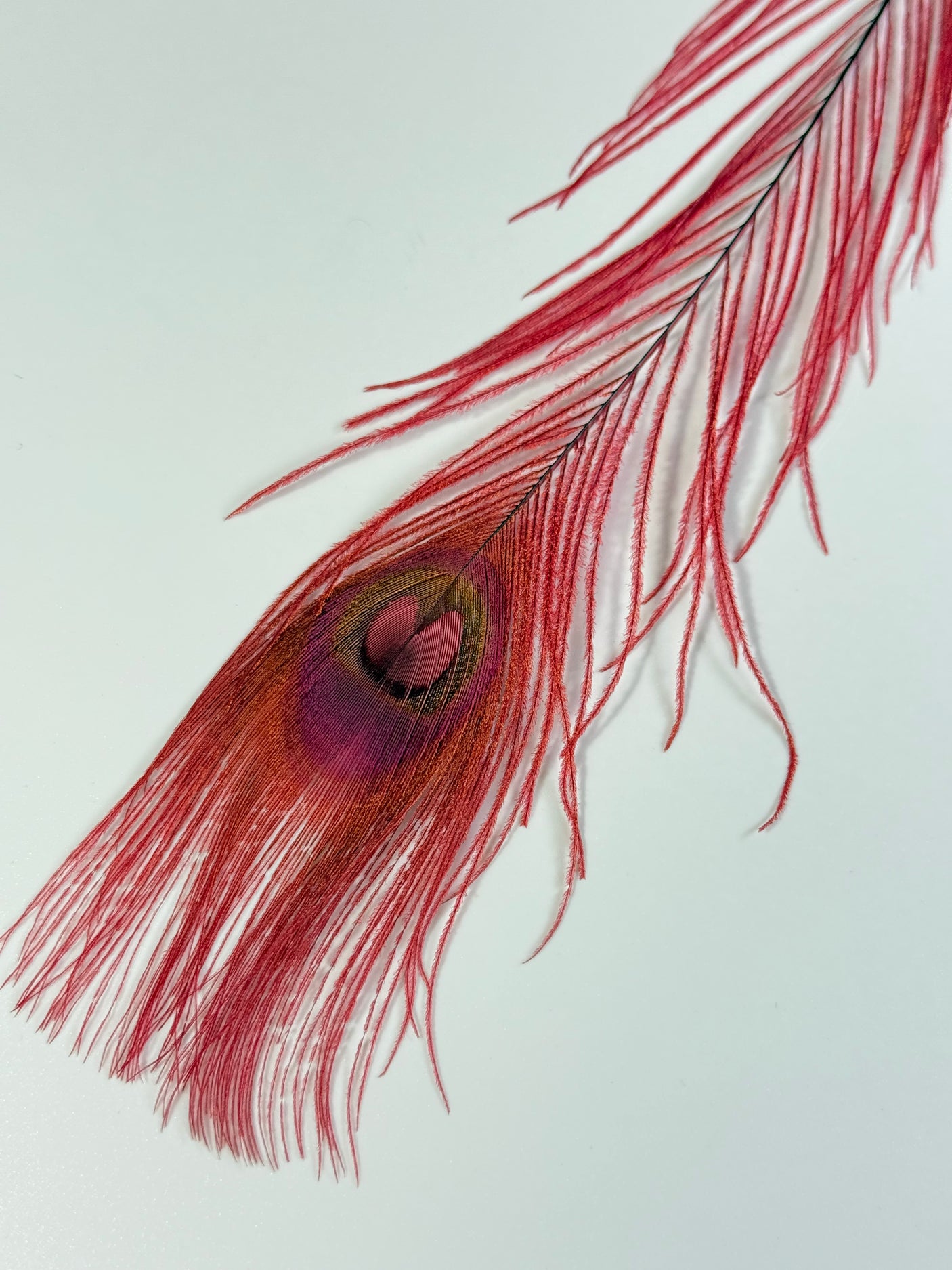 Bleached Dyed Peacock Eyes
