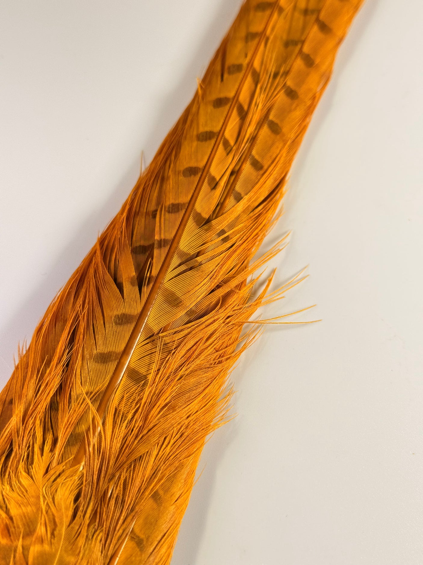 Ringneck Pheasant Tail Clump