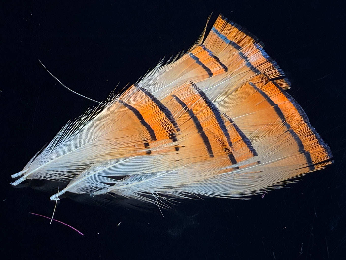 Golden Pheasant Tippets