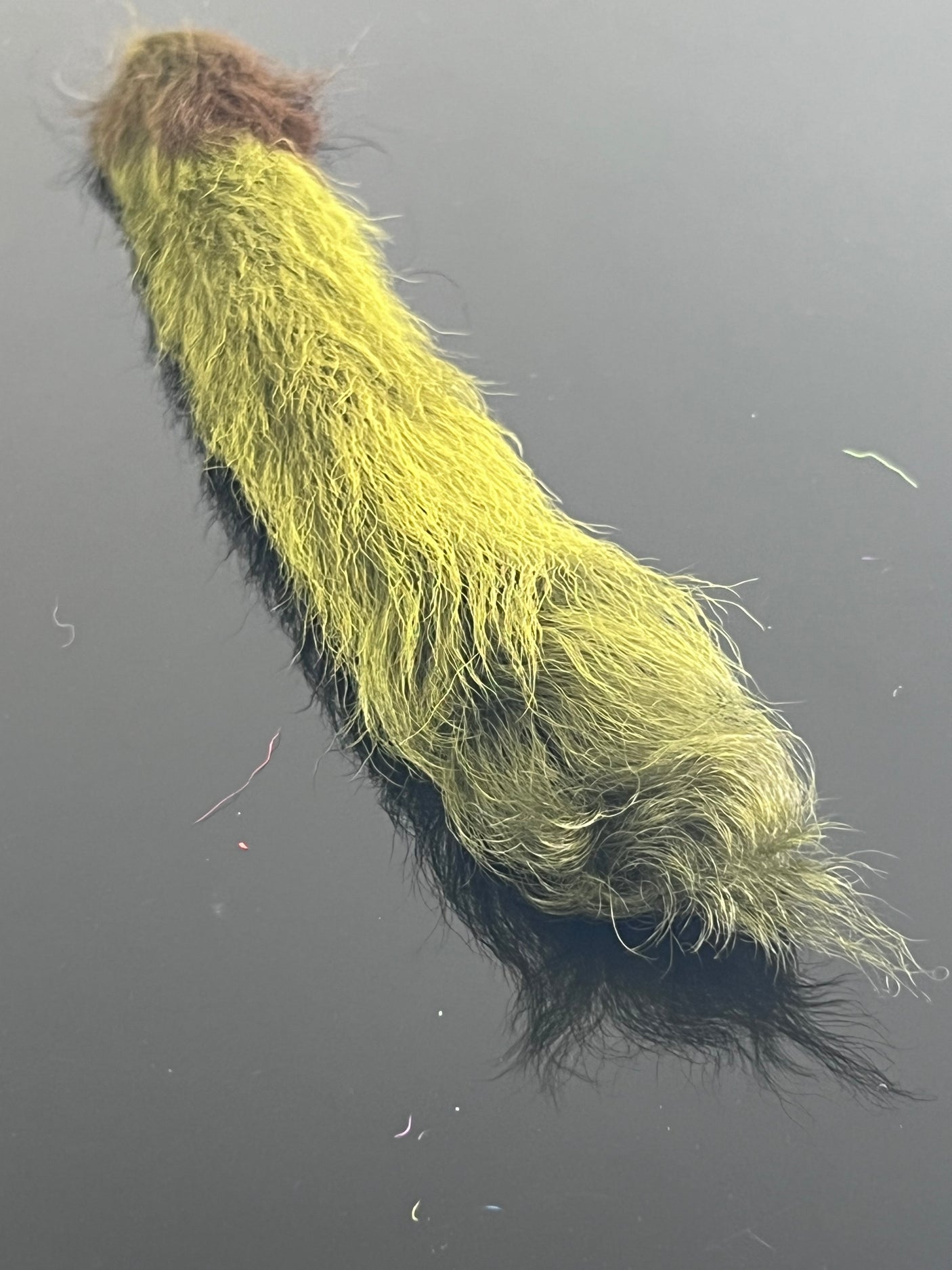 Waters West Calf Tail