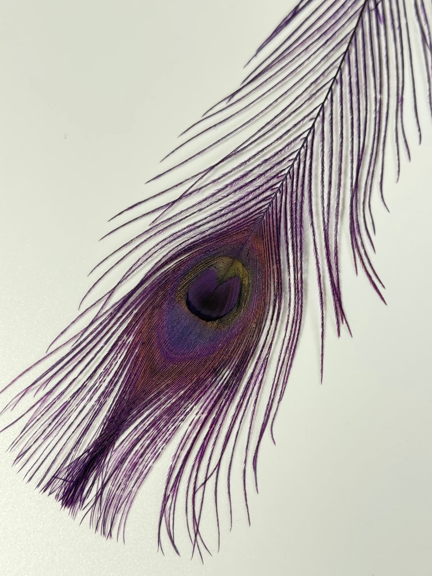 Bleached Dyed Peacock Eyes