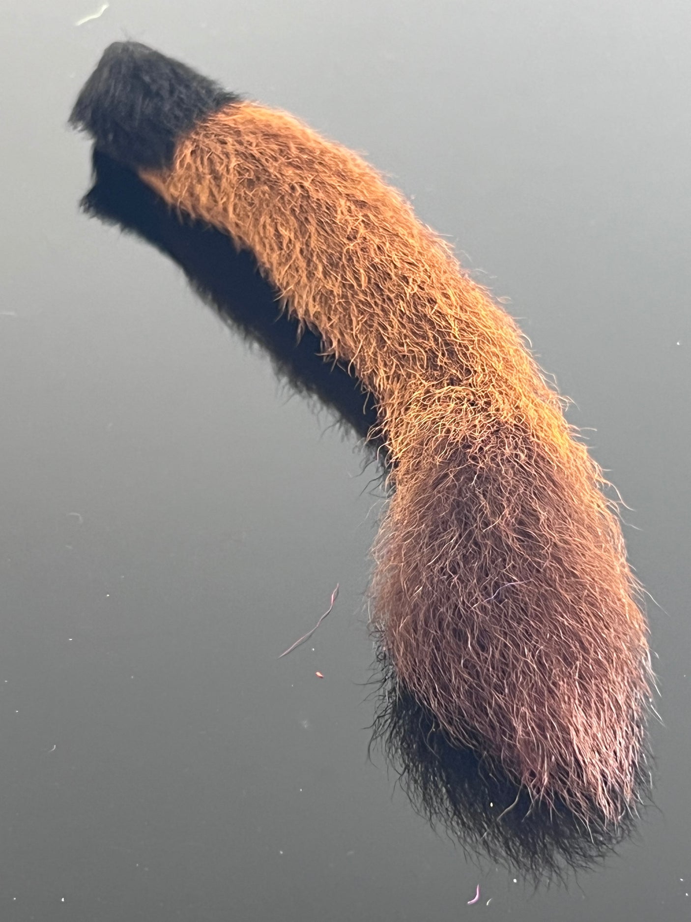 Waters West Calf Tail