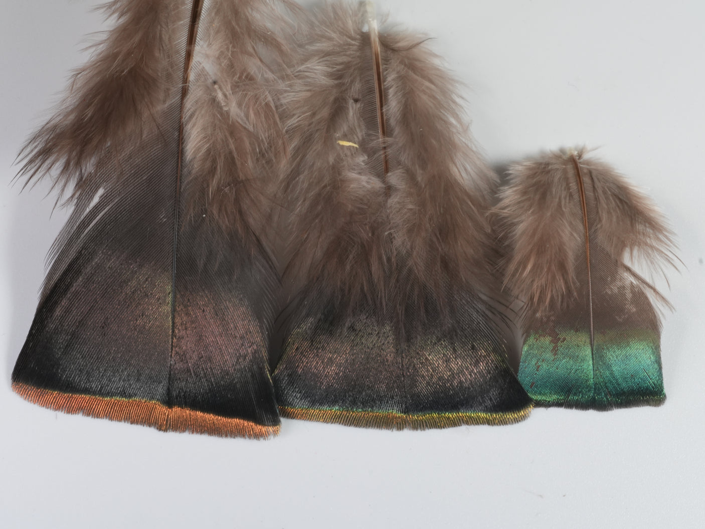 Ocellated Turkey Body Feathers
