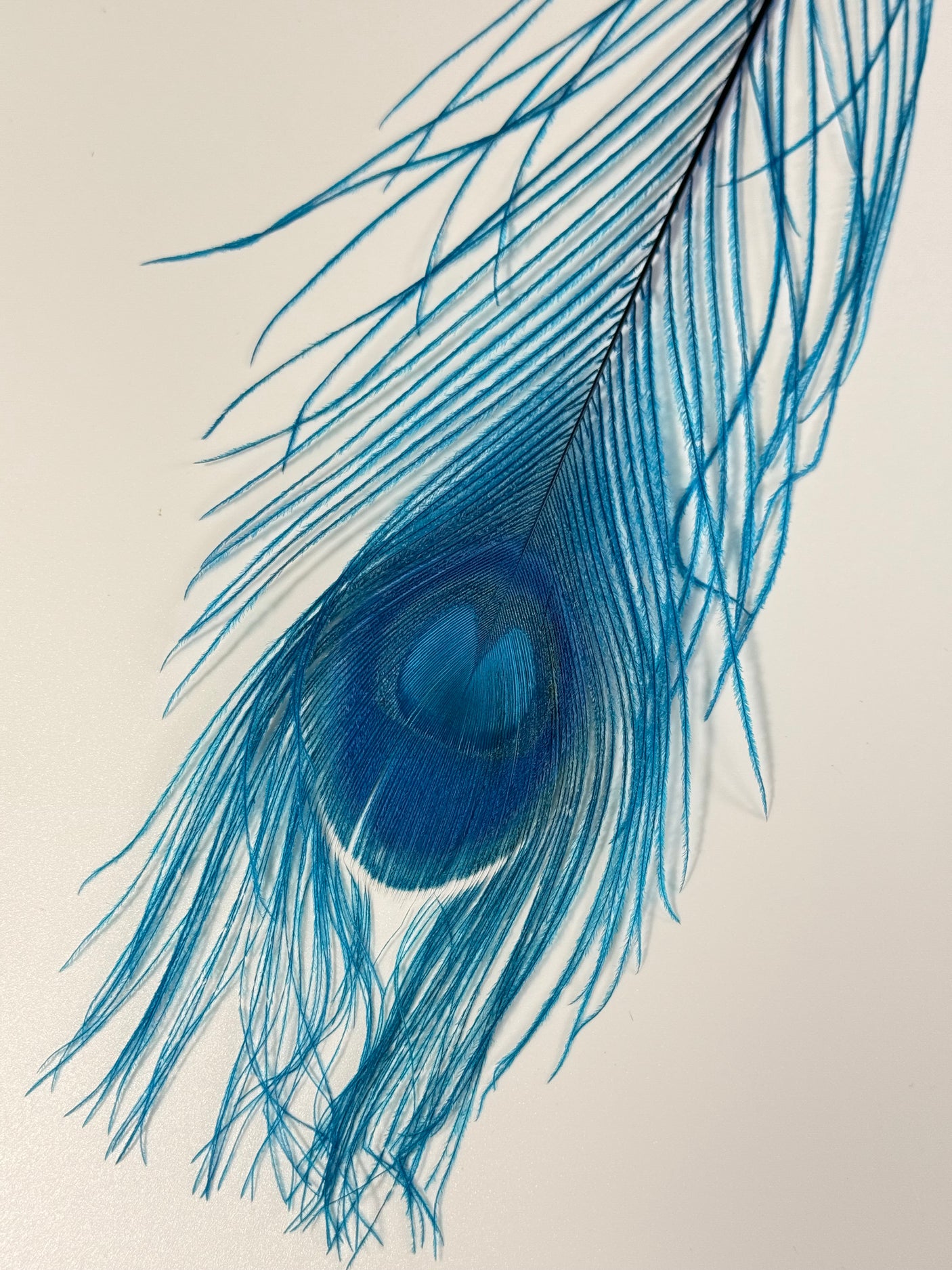 Bleached Dyed Peacock Eyes