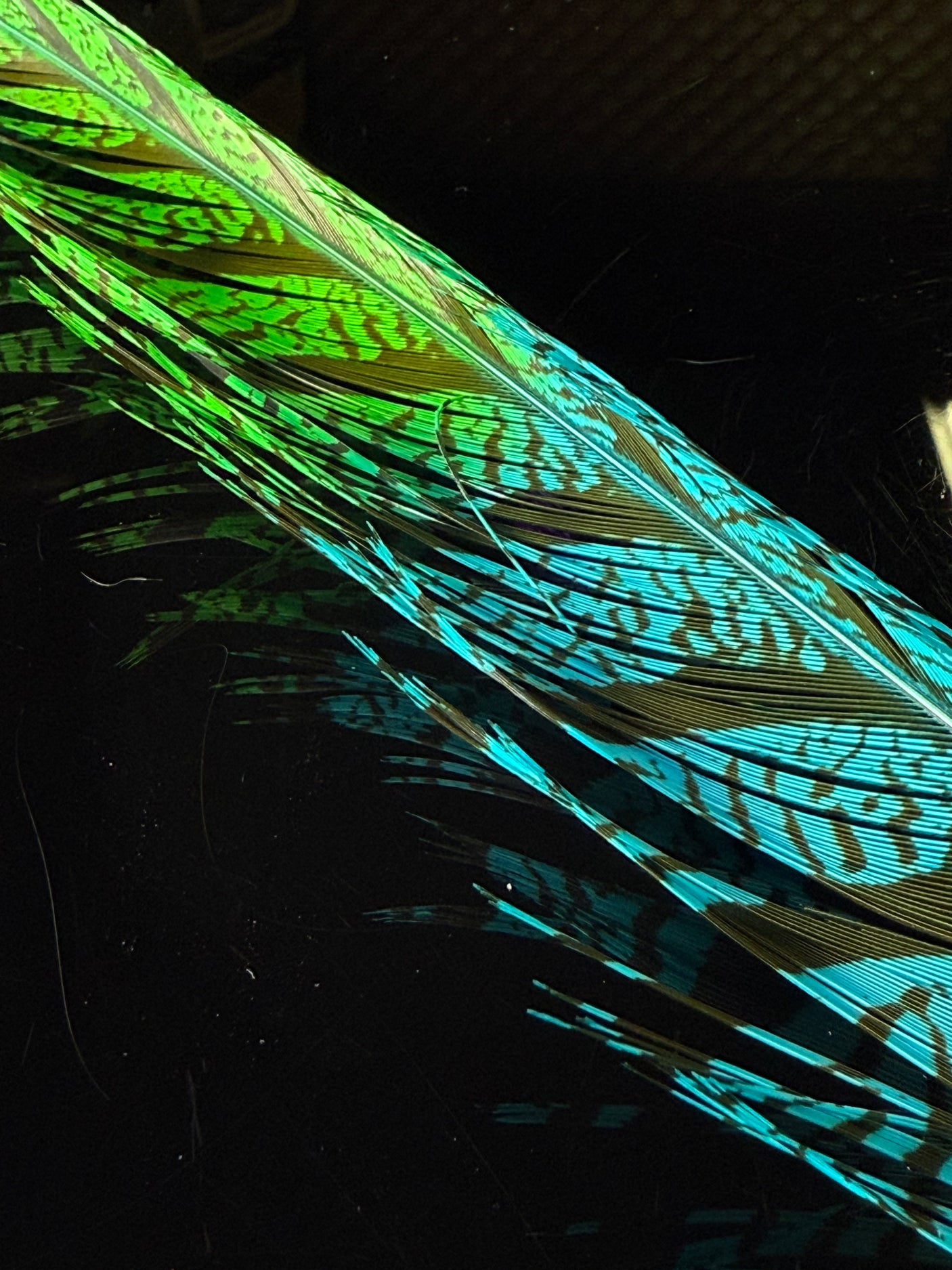 Lady Amherst Pheasant Center Tails