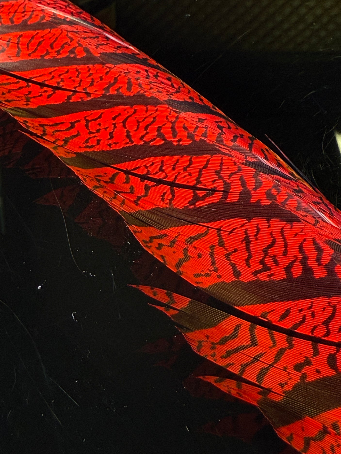 Lady Amherst Pheasant Center Tails