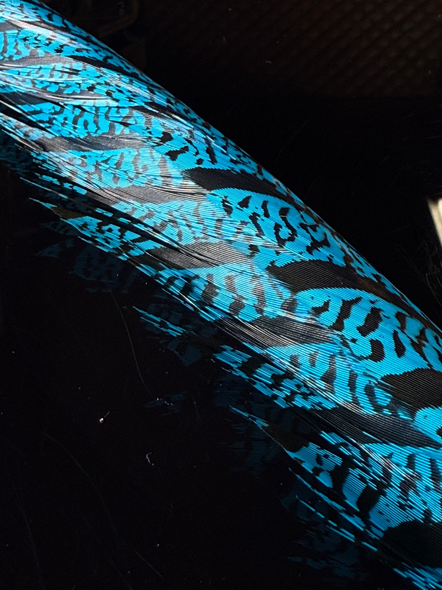 Lady Amherst Pheasant Center Tails