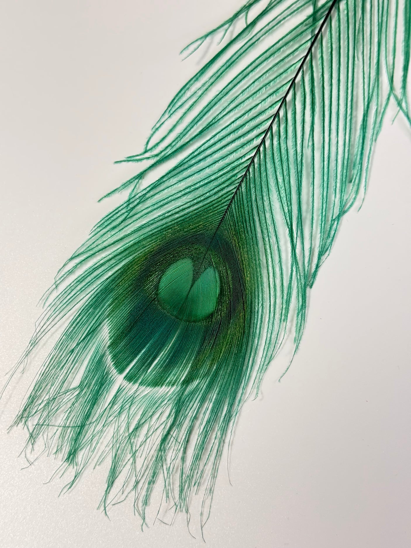 Bleached Dyed Peacock Eyes
