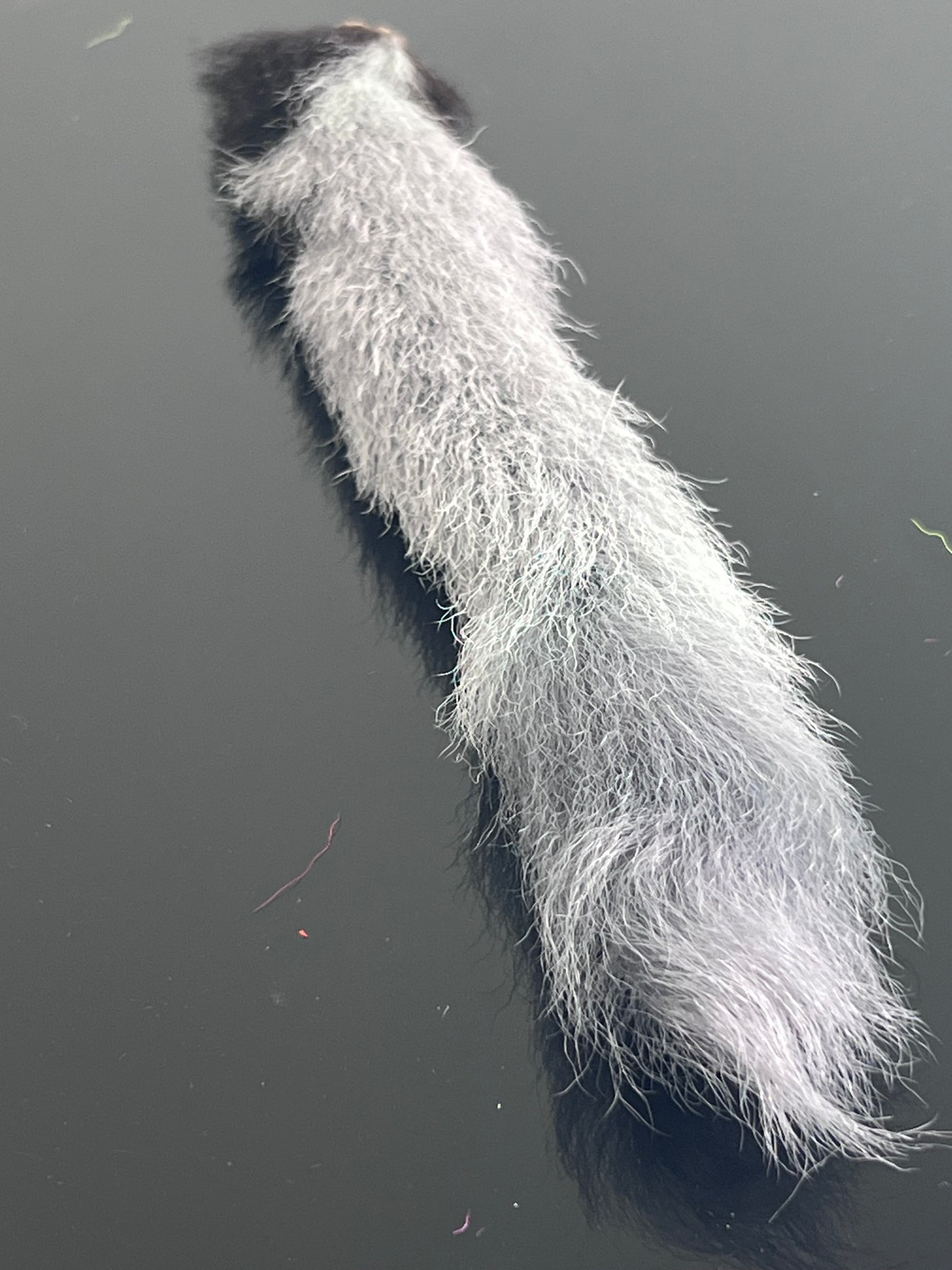 Waters West Calf Tail