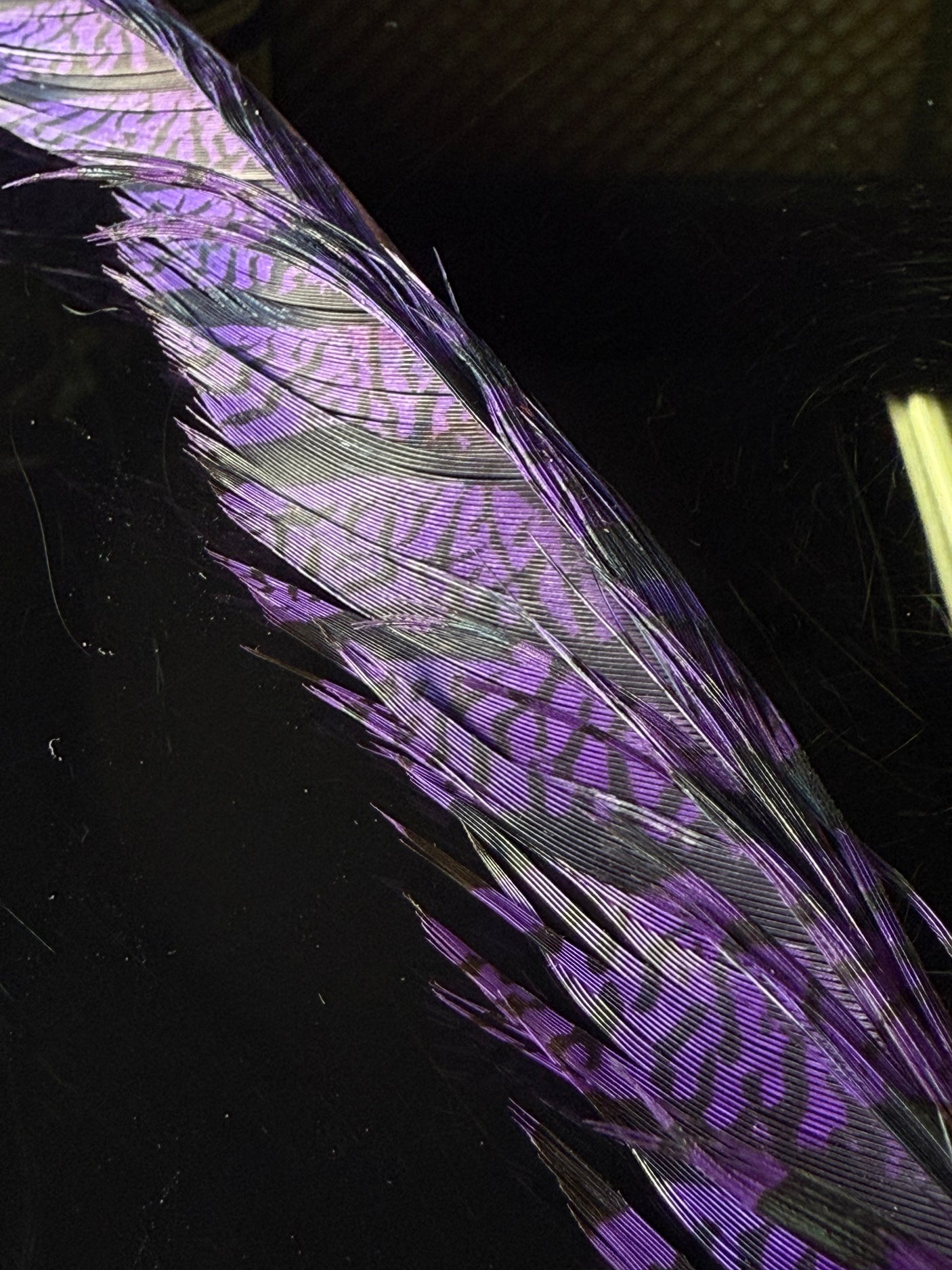Lady Amherst Pheasant Center Tails