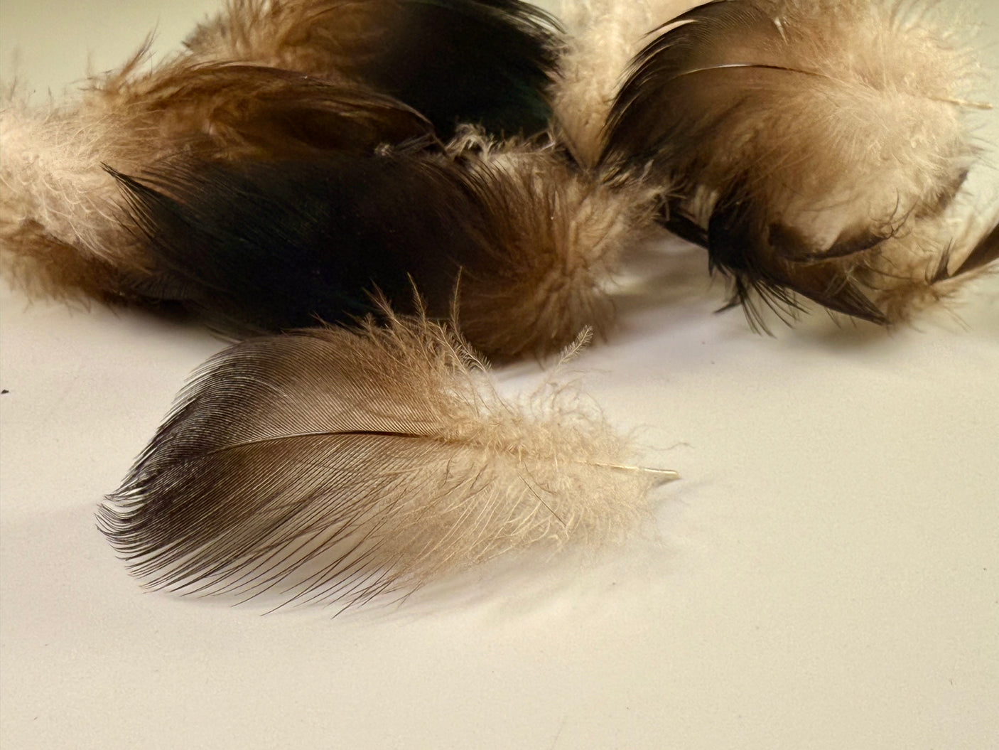 Black Duck Flank