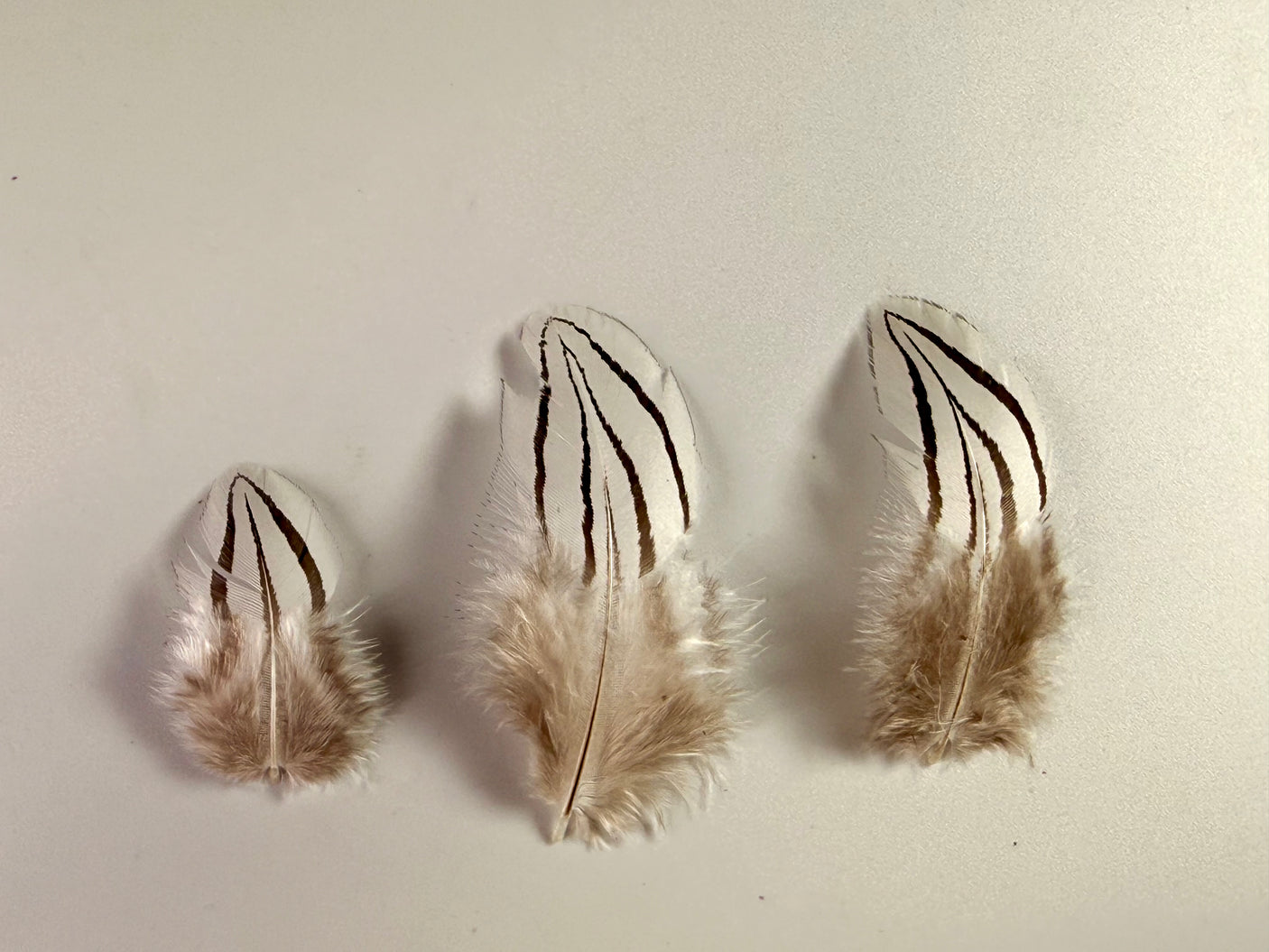 Select Silver Pheasant Body Feathers