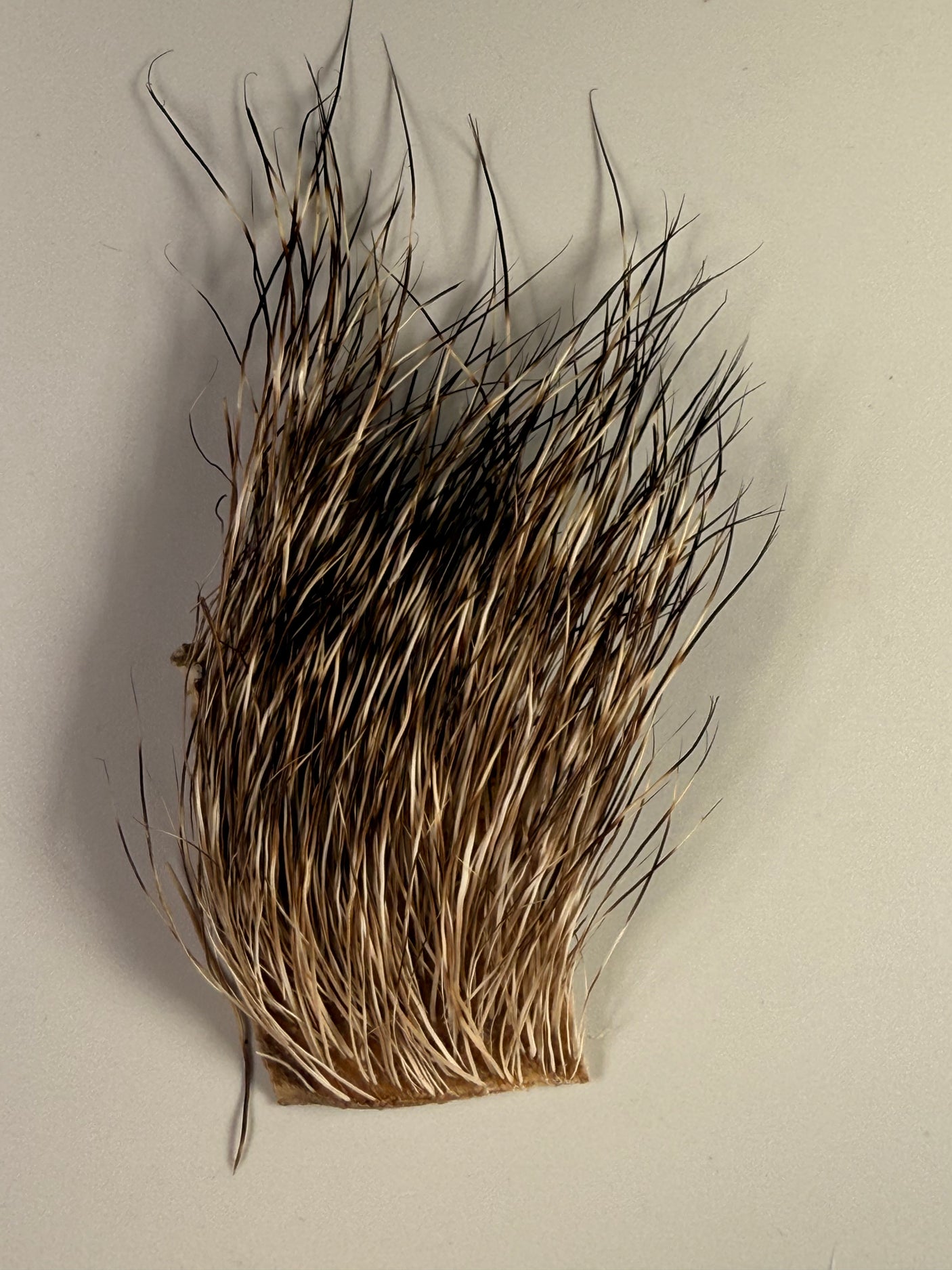 Peccary Mask Hair