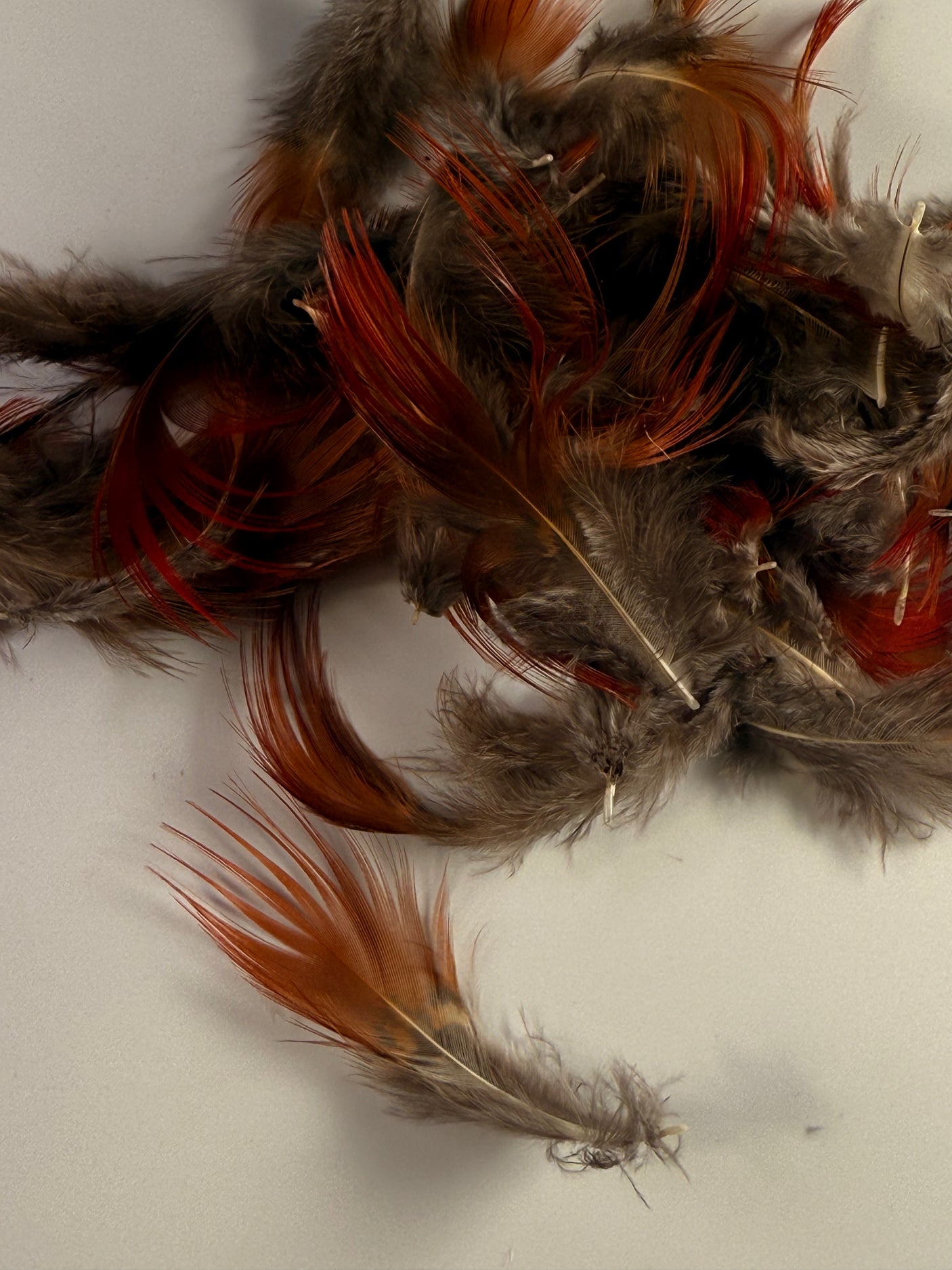 Golden Pheasant Red Flank Feathers