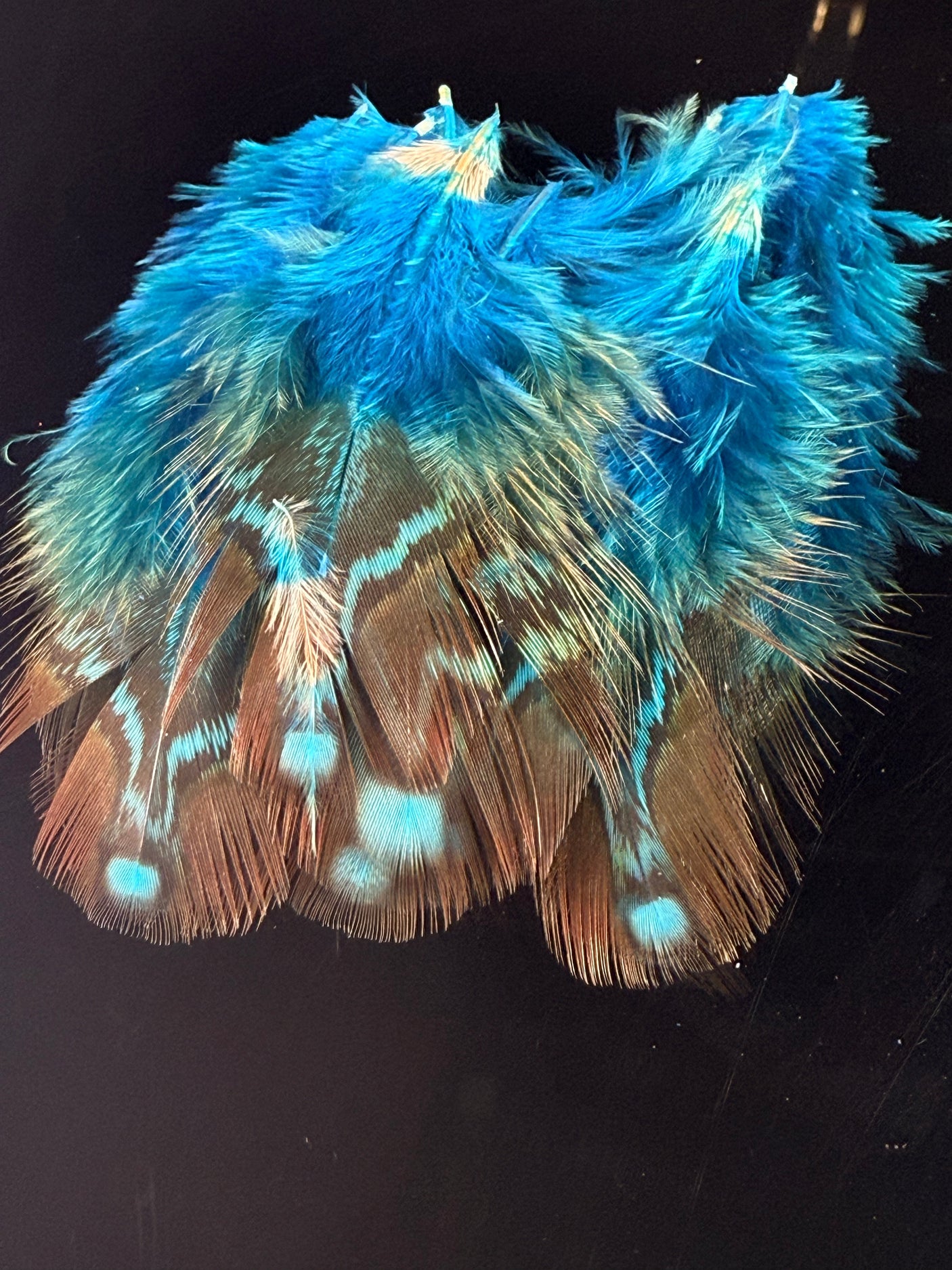 Temmincks Tragopan Neck/Back