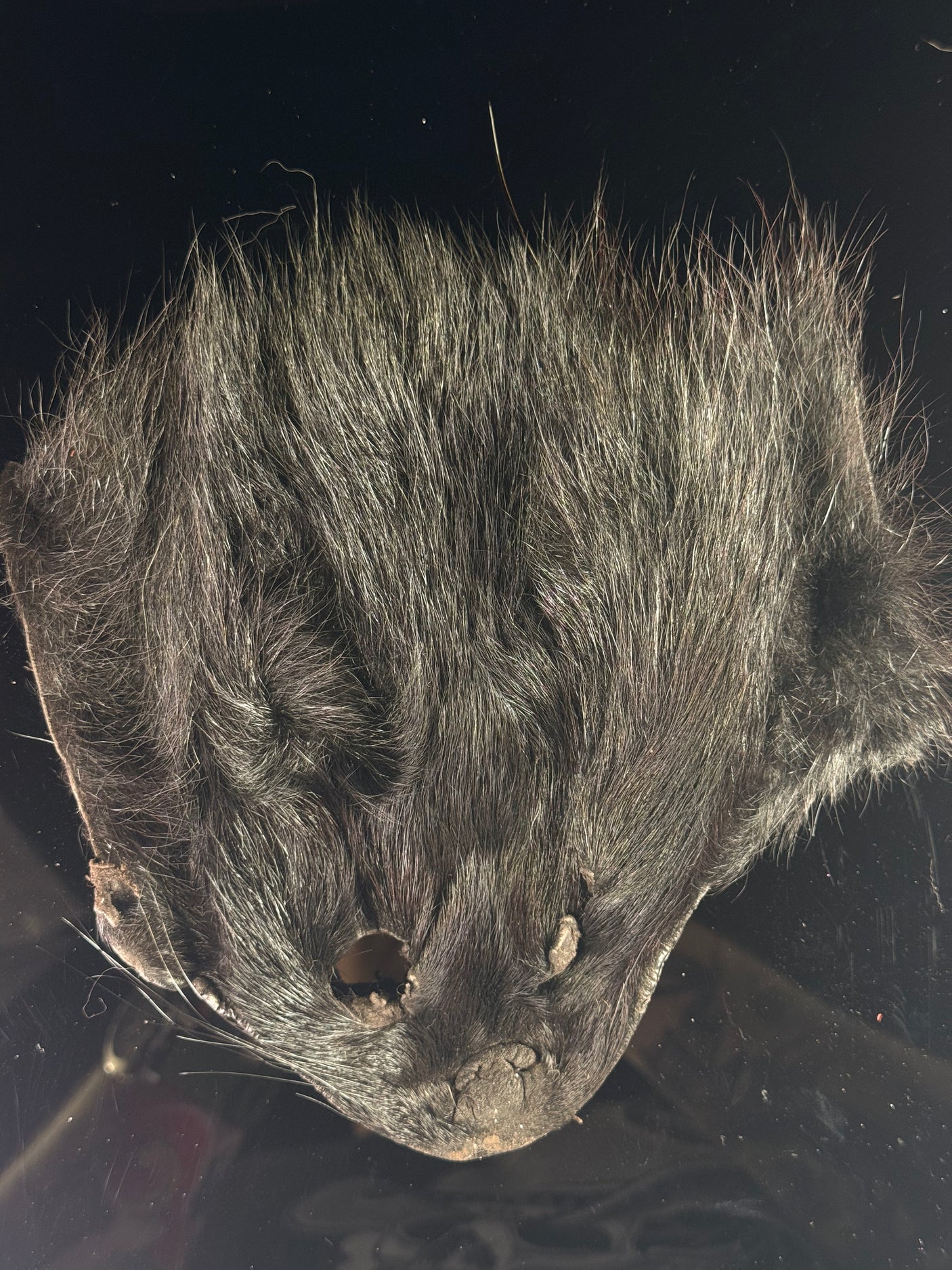 Raccoon Mask