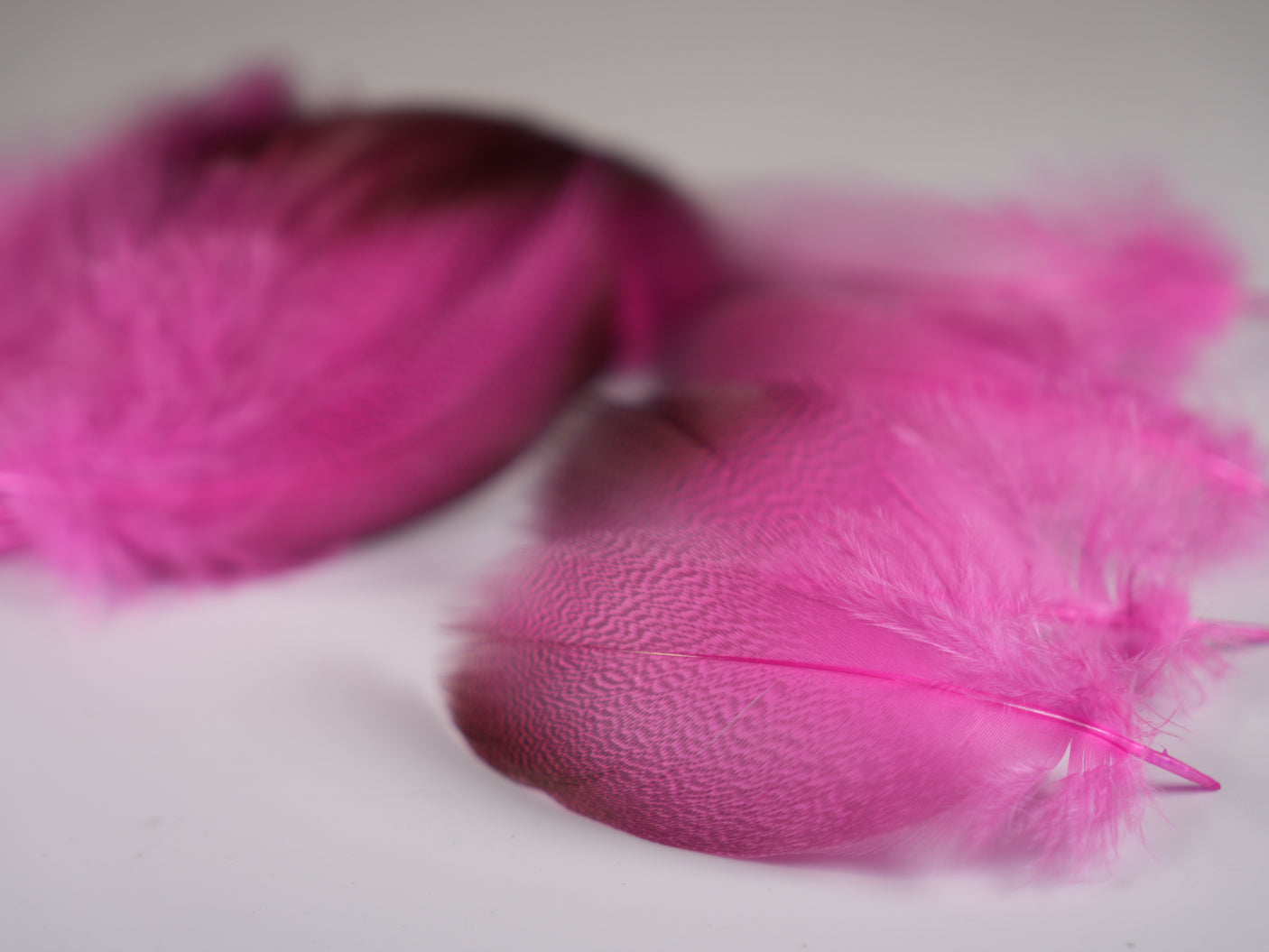 Bronze Mallard 24 Select Feathers