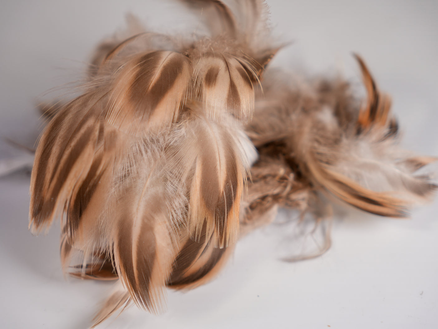 Hen Mallard Flank