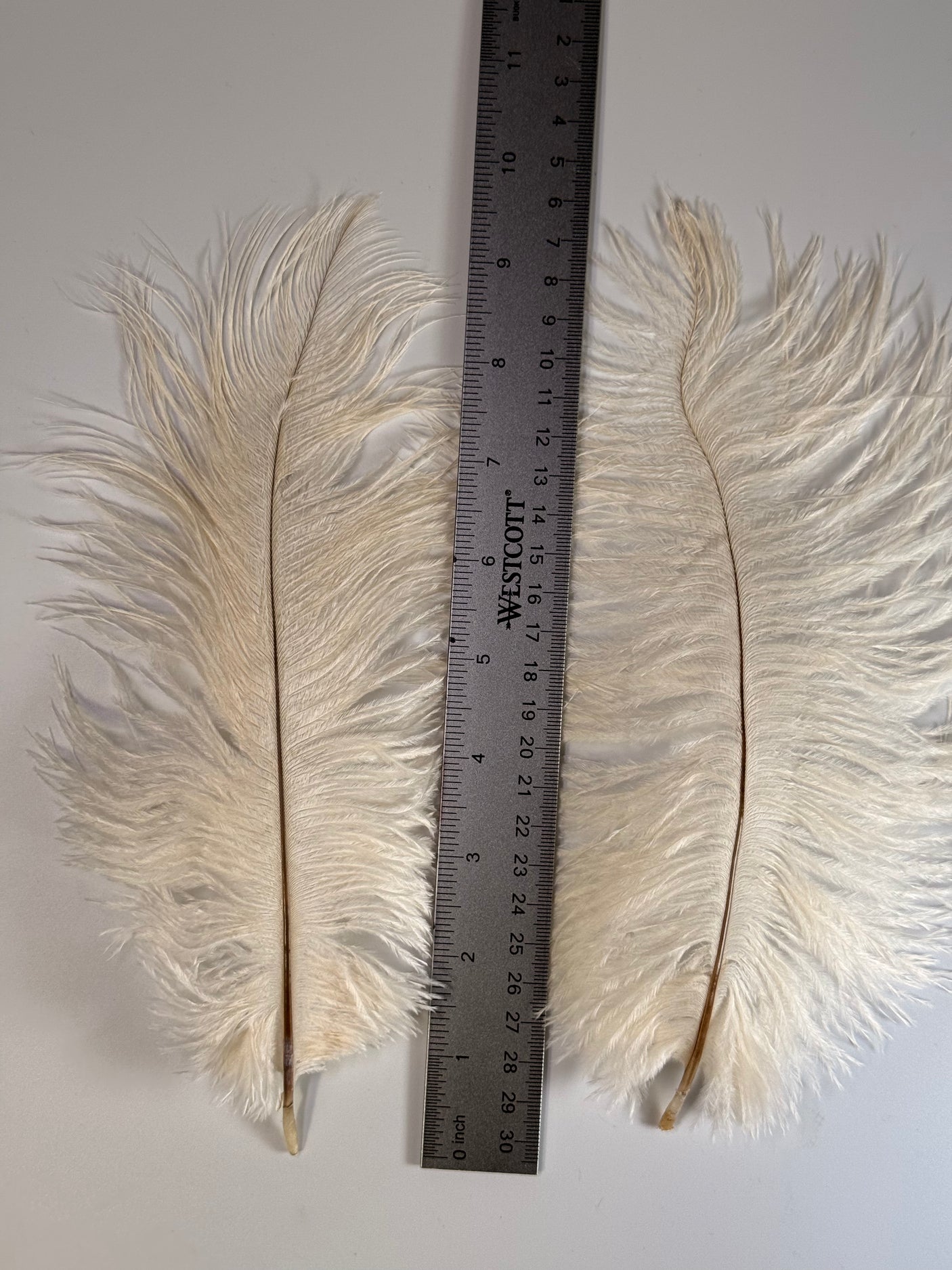 Trout Intruder Ostrich