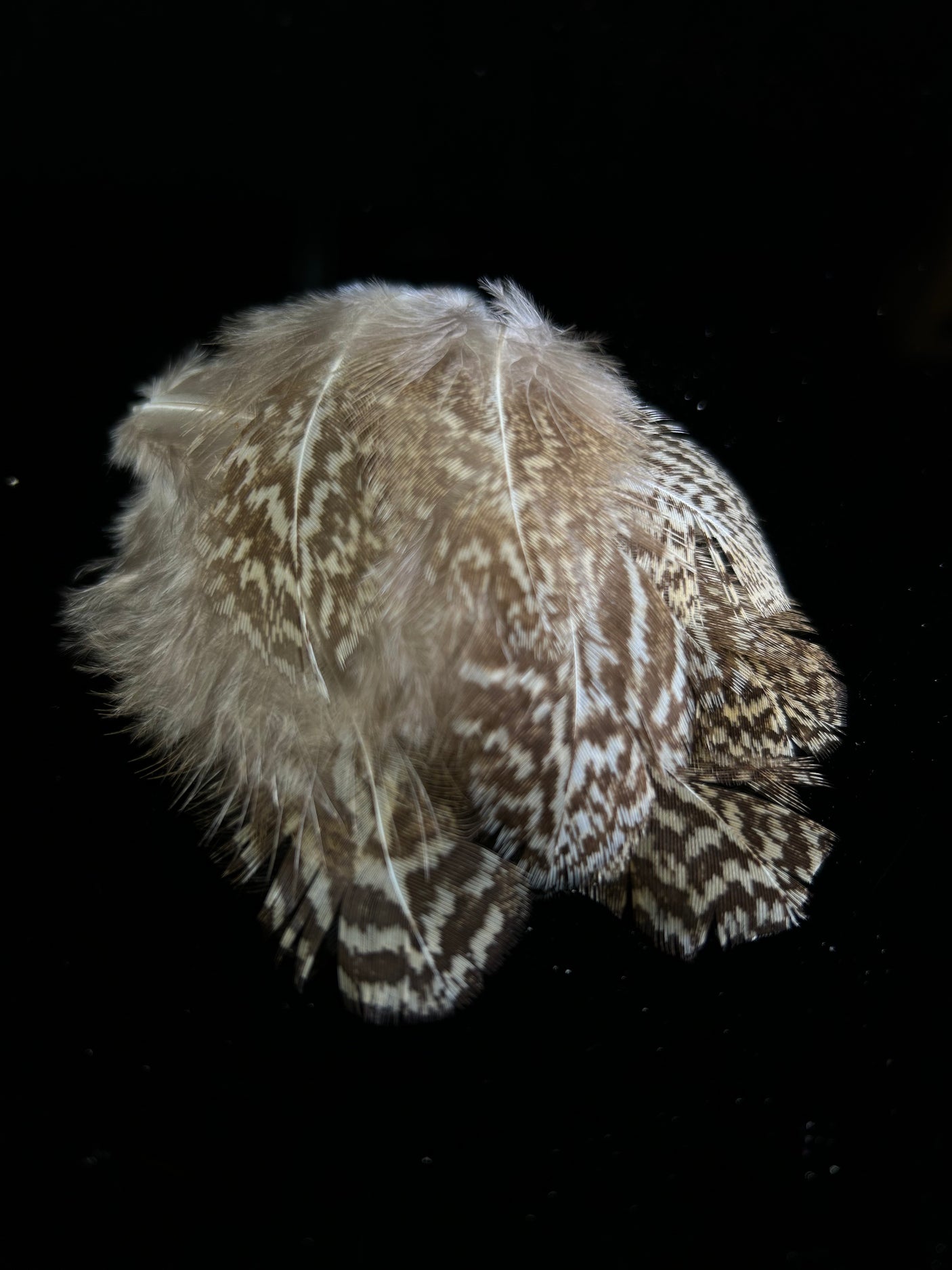 Female Argus Body Feathers