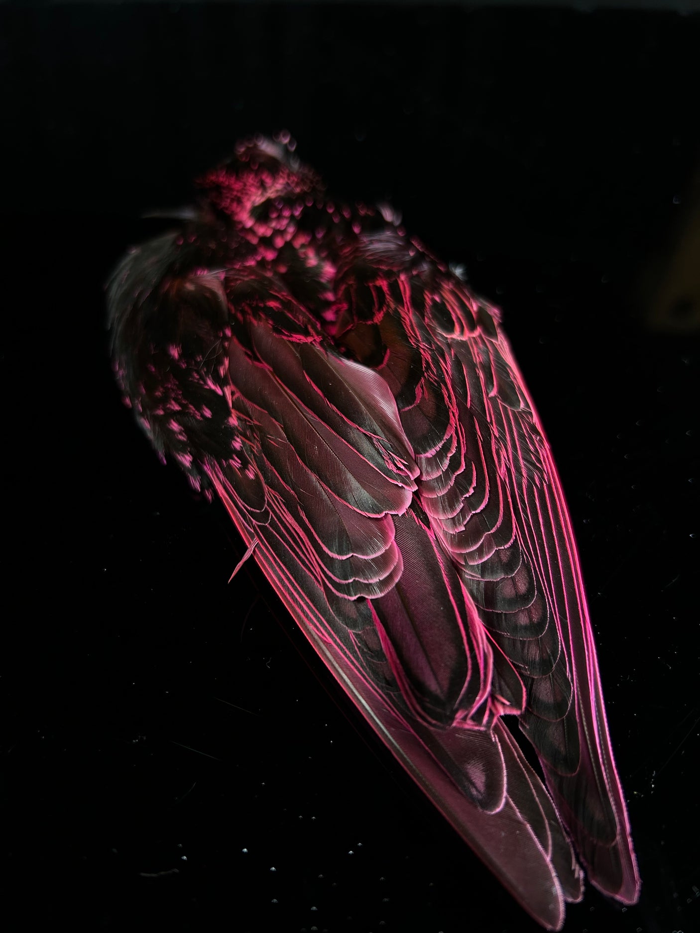 Fish Hunter Starling Skin #1