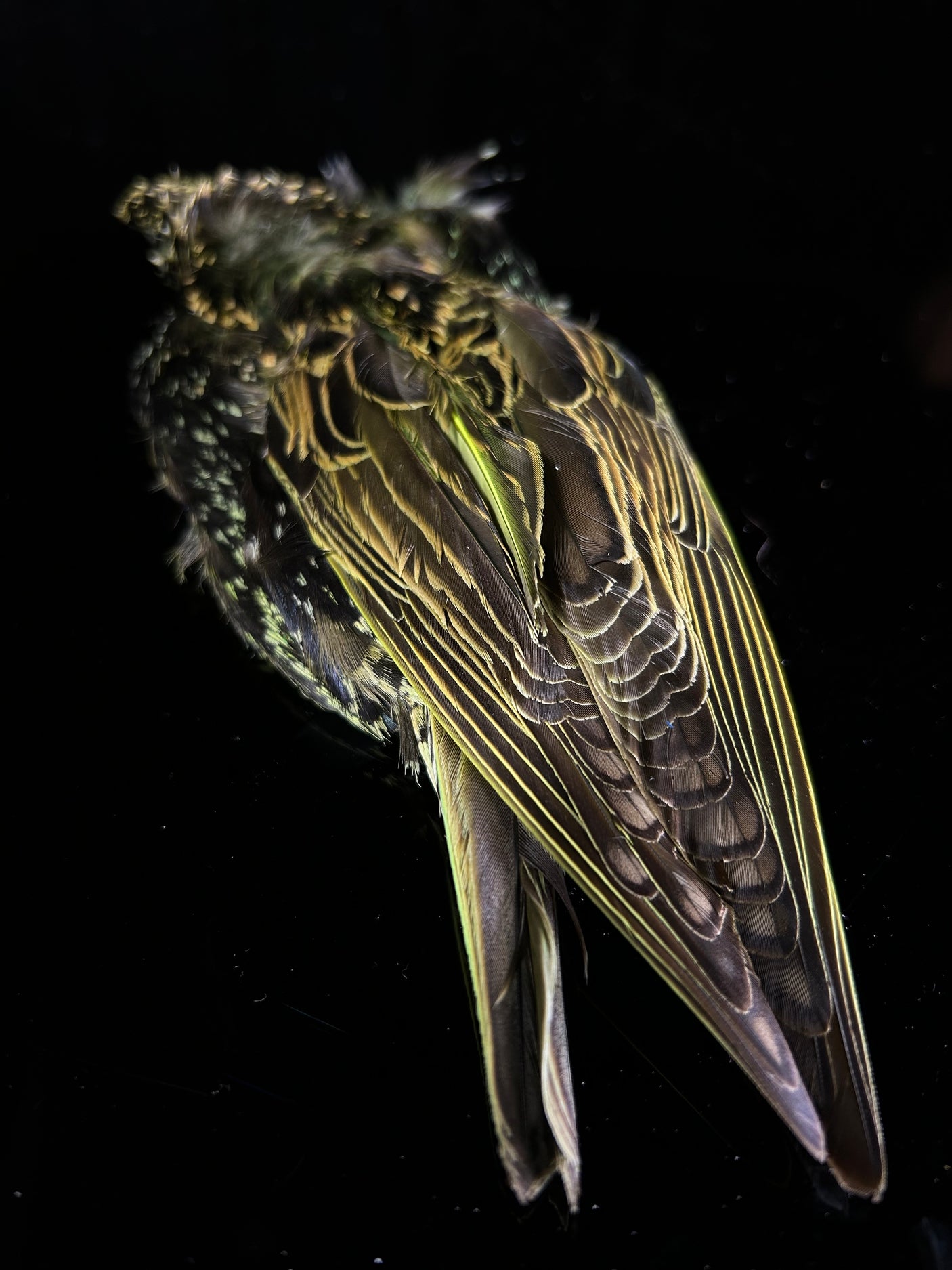 Fish Hunter Starling Skin #1