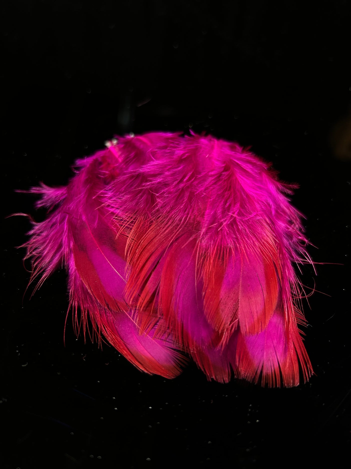 Temmincks Tragopan Flank Feathers