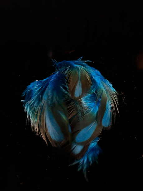Temmincks Tragopan Flank Feathers