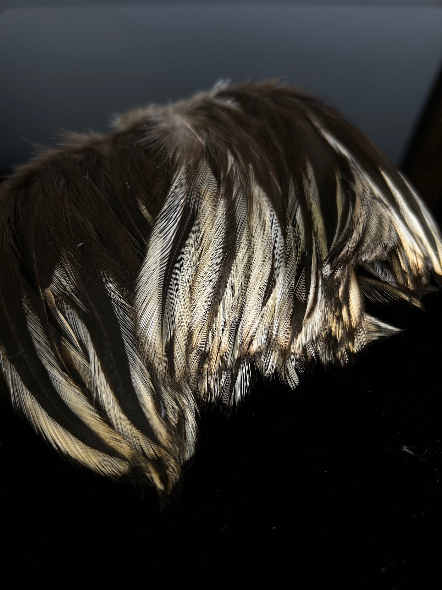 Strung Neck Hackle 4-6" Badger"