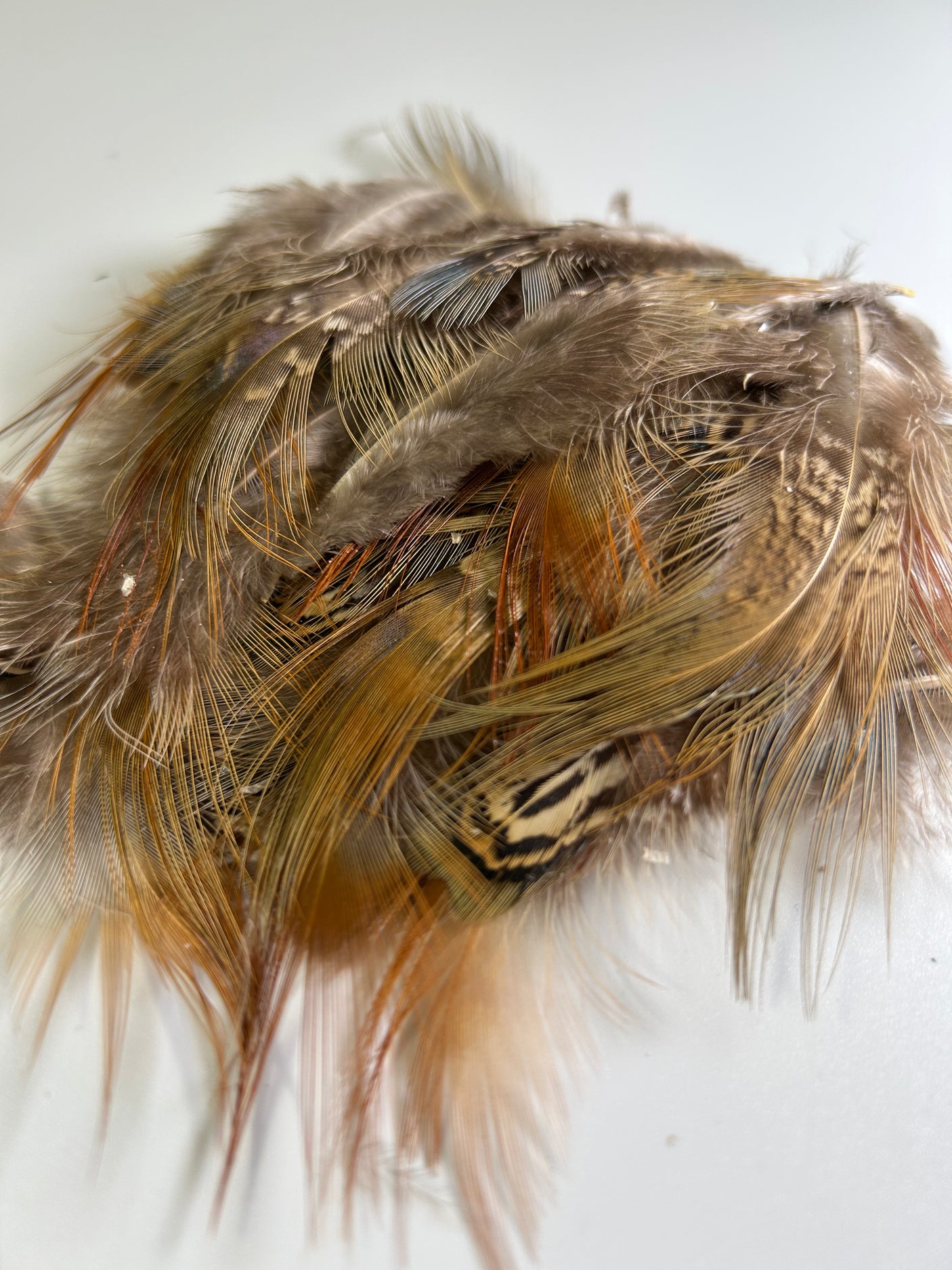 Ringneck Pheasant Rump Hackle Loose Feathers