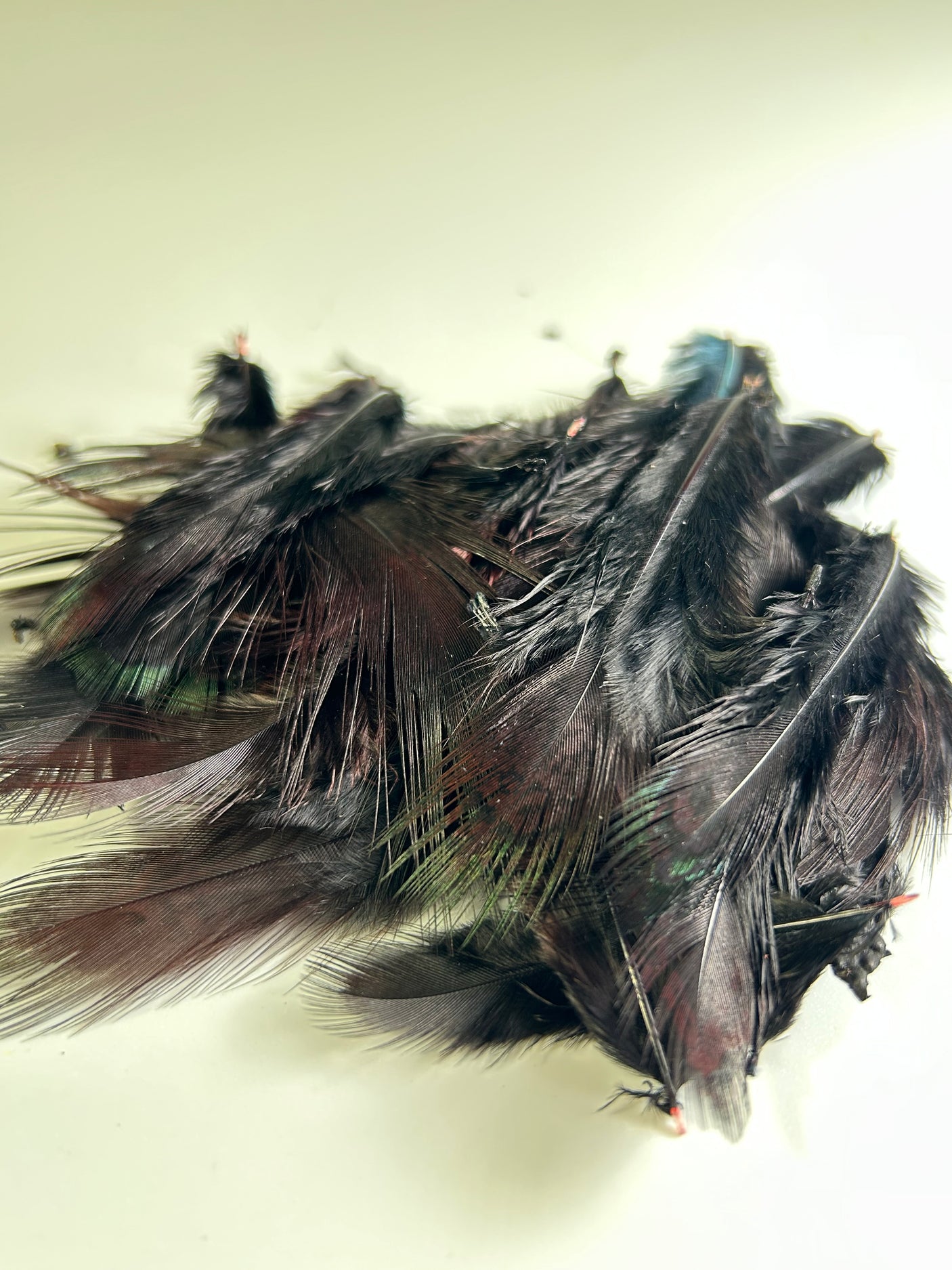 Ringneck Pheasant Rump Hackle Loose Feathers