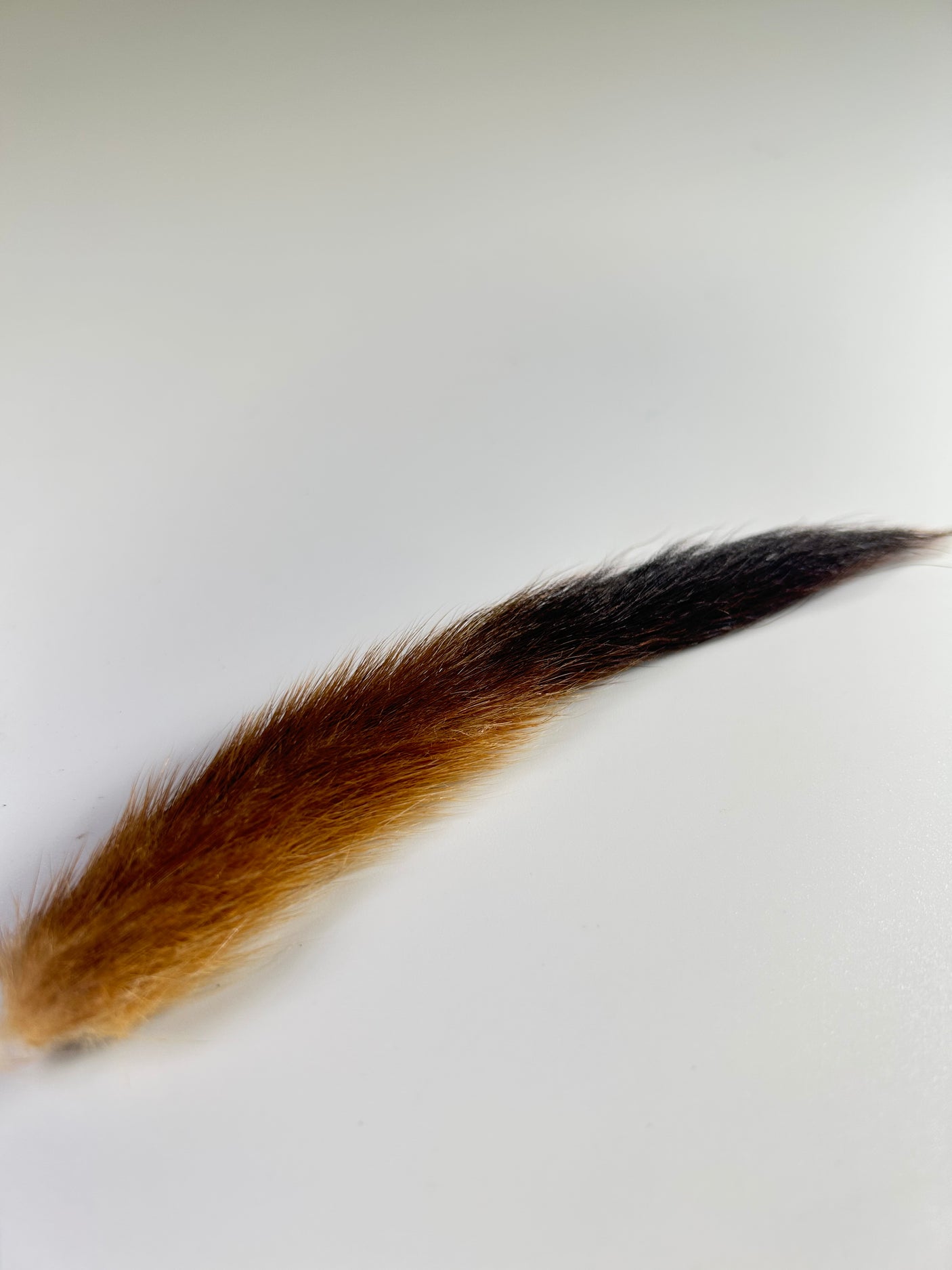Stoat Tail
