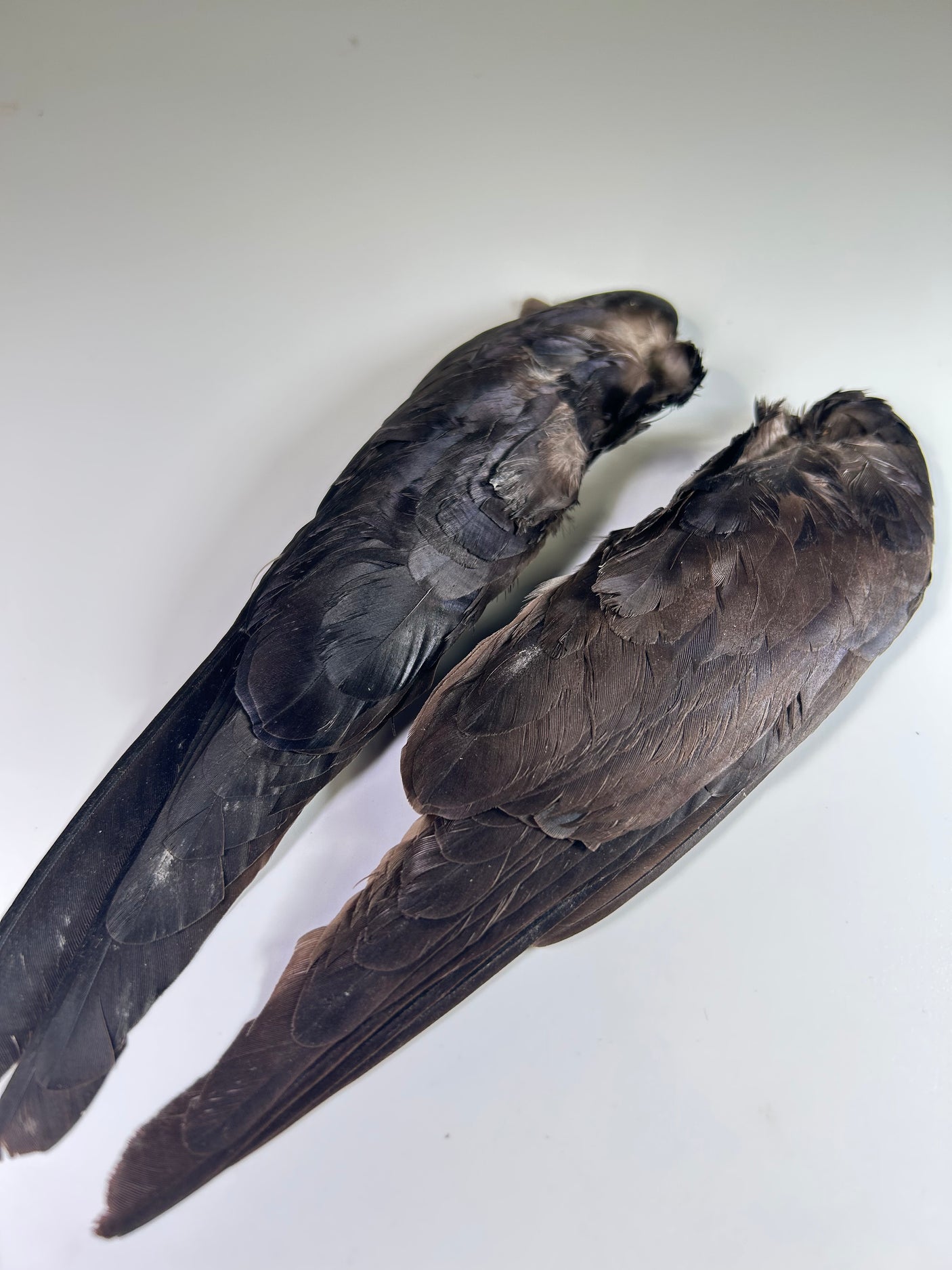 Jackdaw Whole Wings