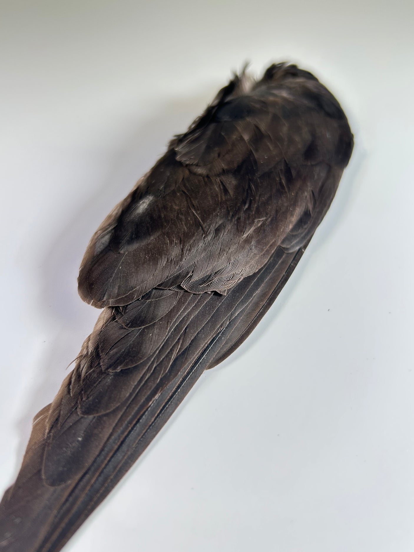 Jackdaw Whole Wings