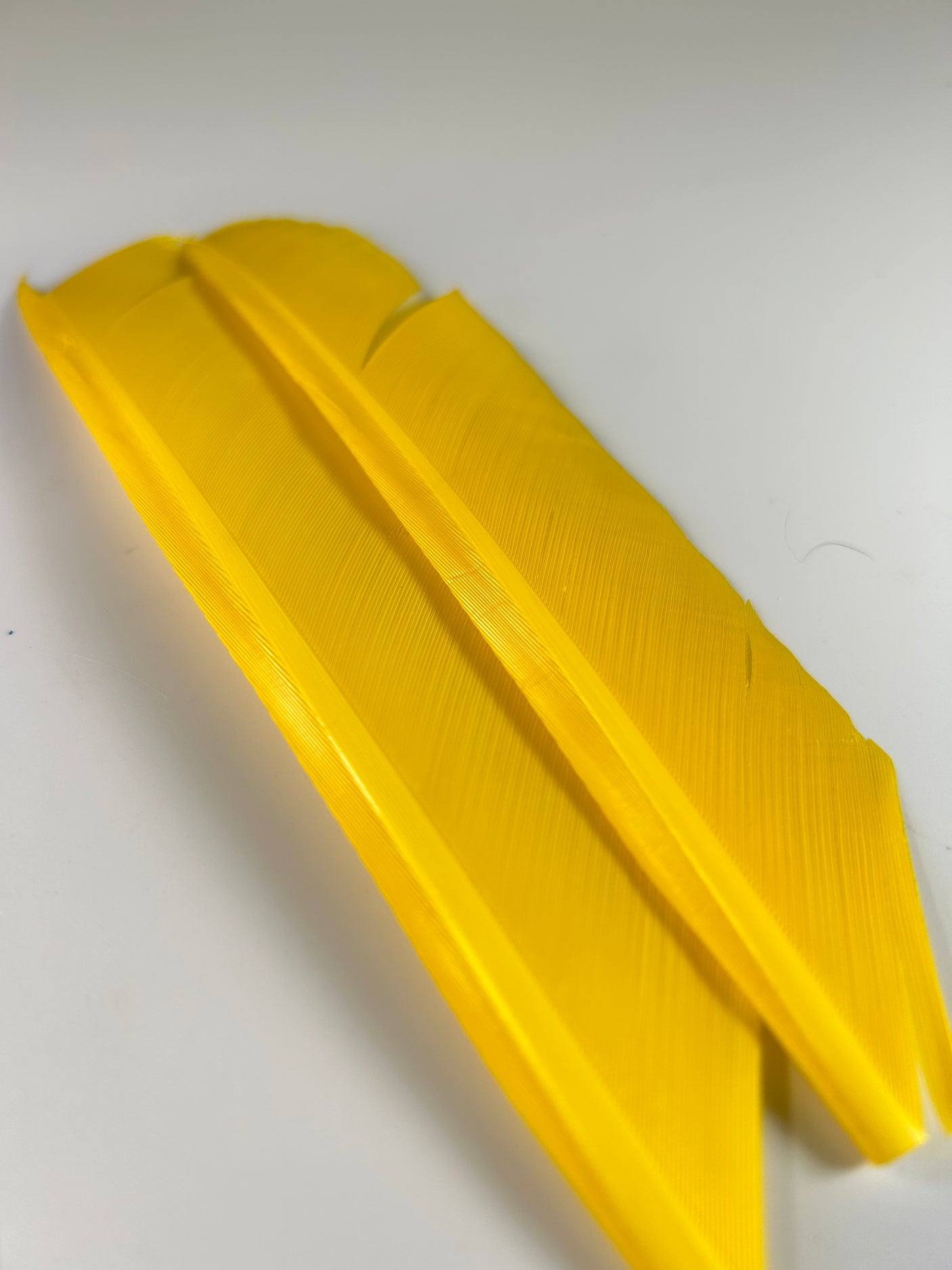 Turkey Biot Quill Pieces