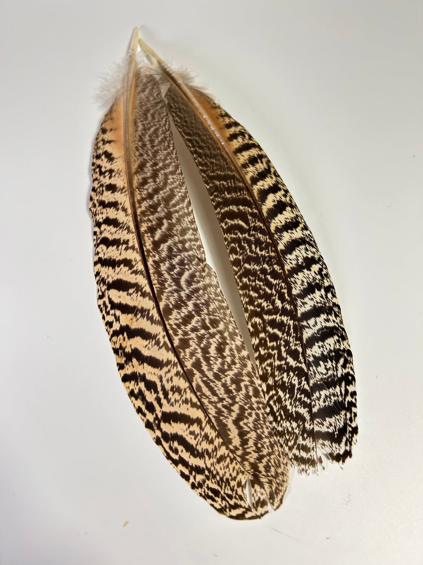 Mottled Peacock Wing