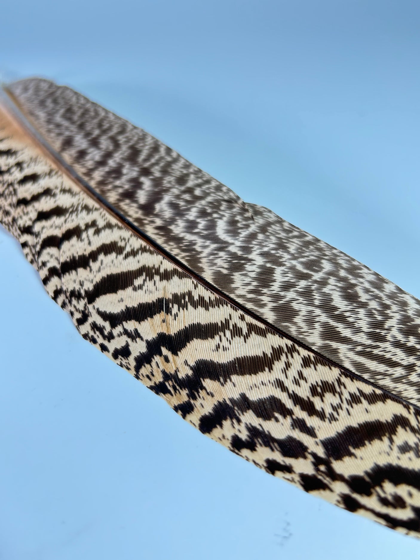 Mottled Peacock Wing